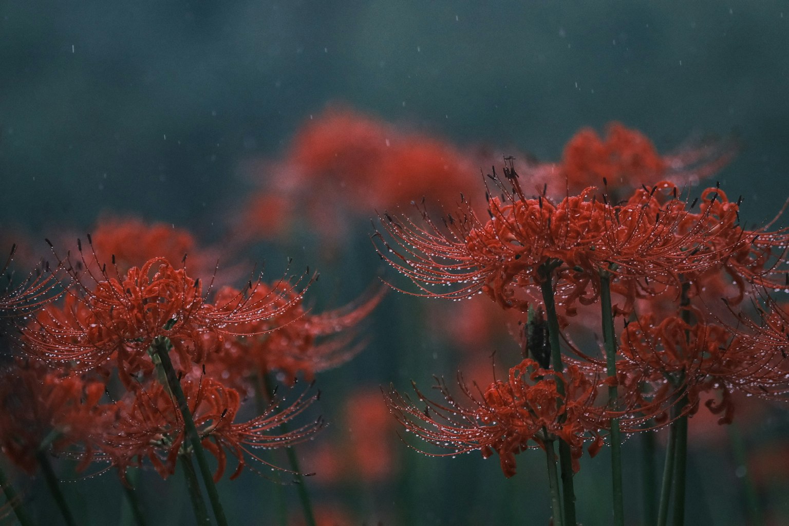2024-09-lycoris-photograph-image-12