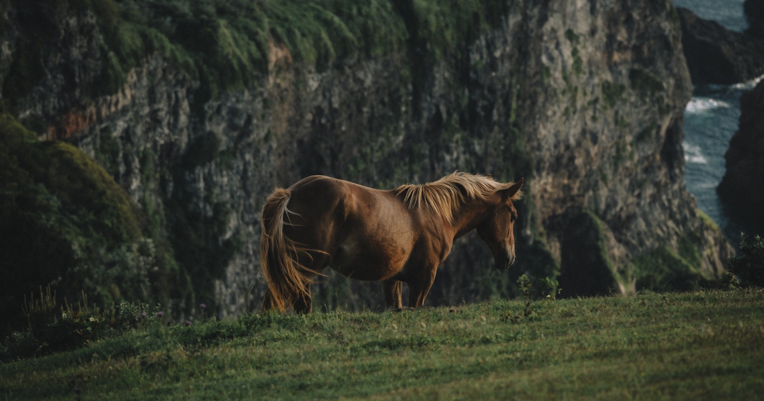 2024-05-horse-cover-image