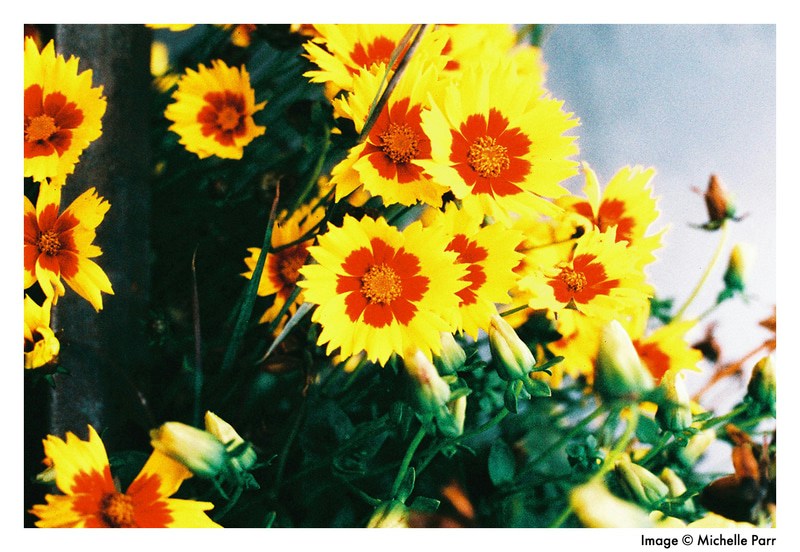 The Allure of Analog Grain and Vivid Colors: “HARMAN Phoenix 200” | HARMAN photo
