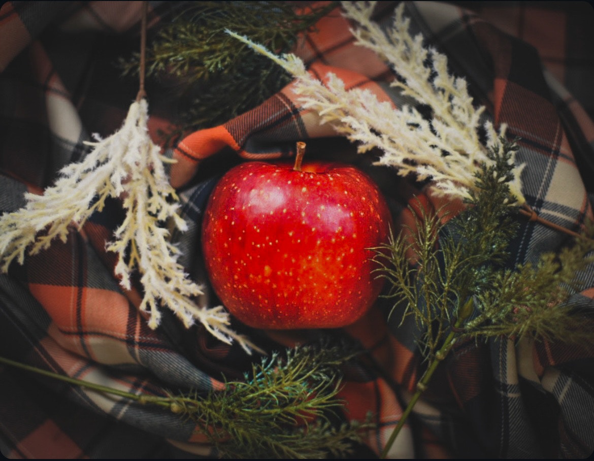 2025-11-november-diary-cover-image