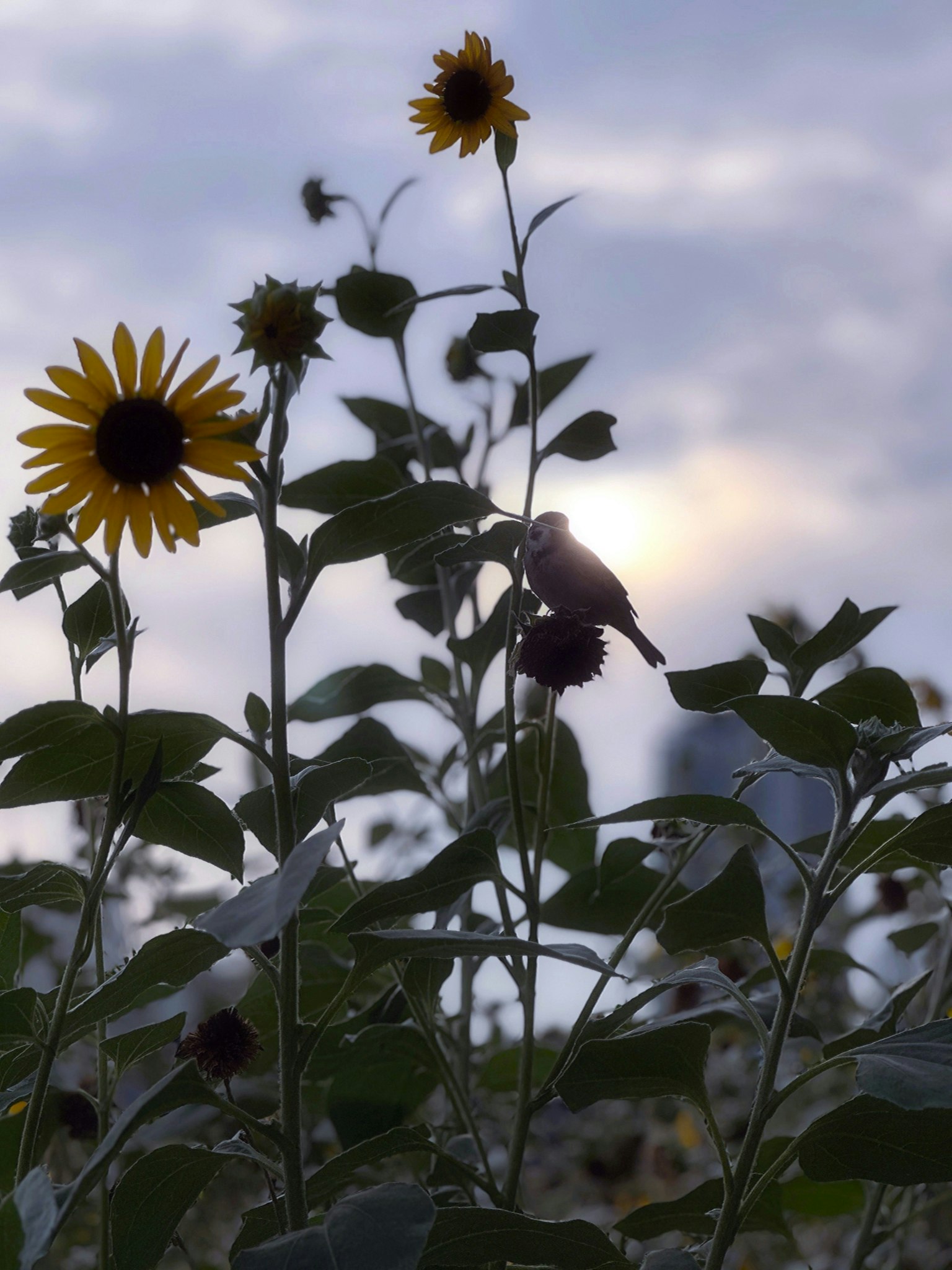 2025-12-parks-vibes-award-image-16