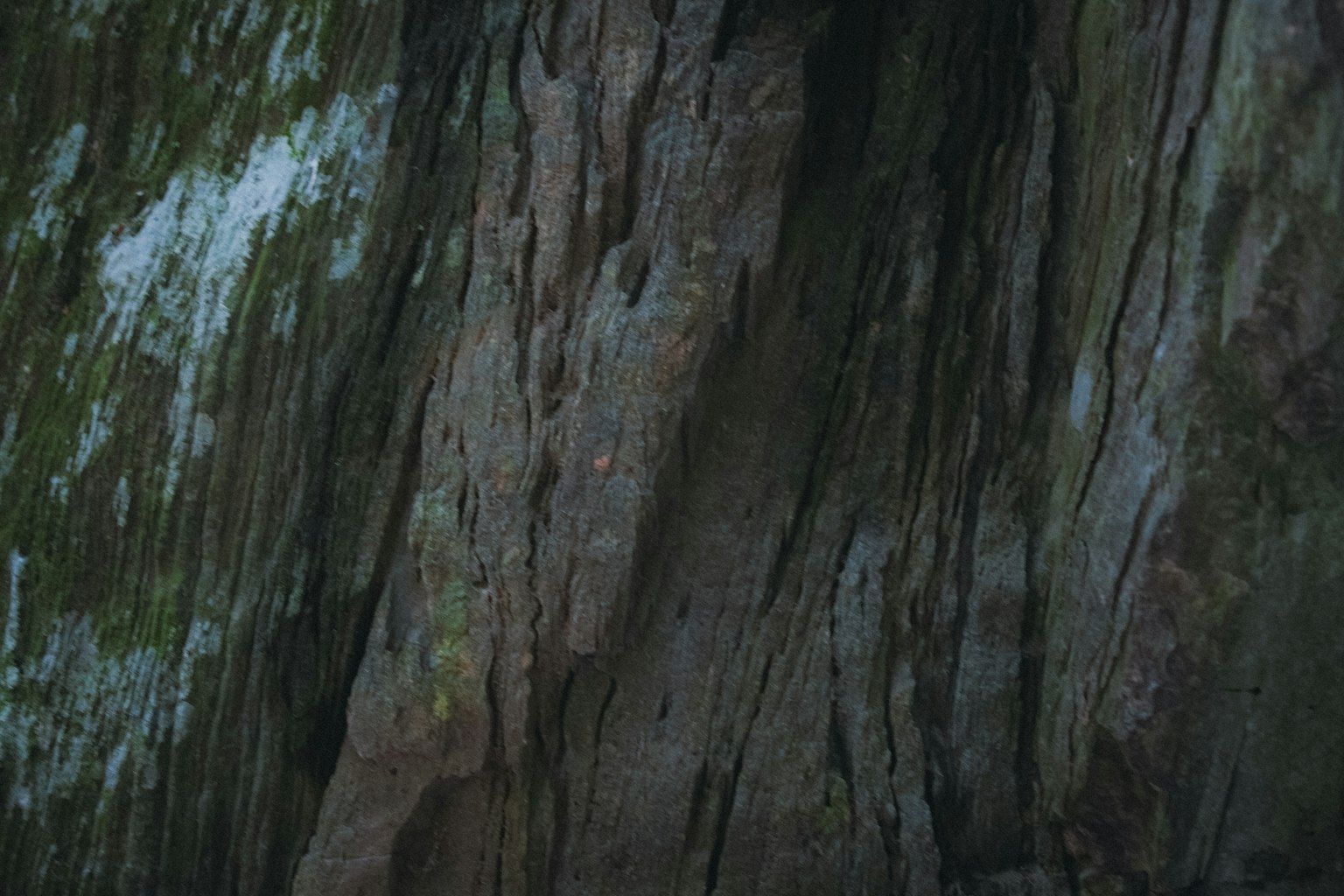 2024-05-texture-of-photo-image-12