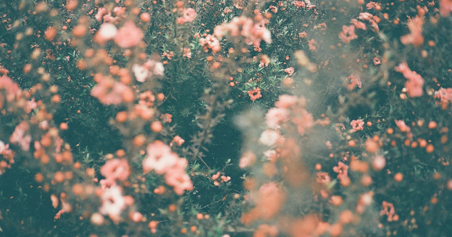 2024-04-pentax-half-film-camera-project-cover-image