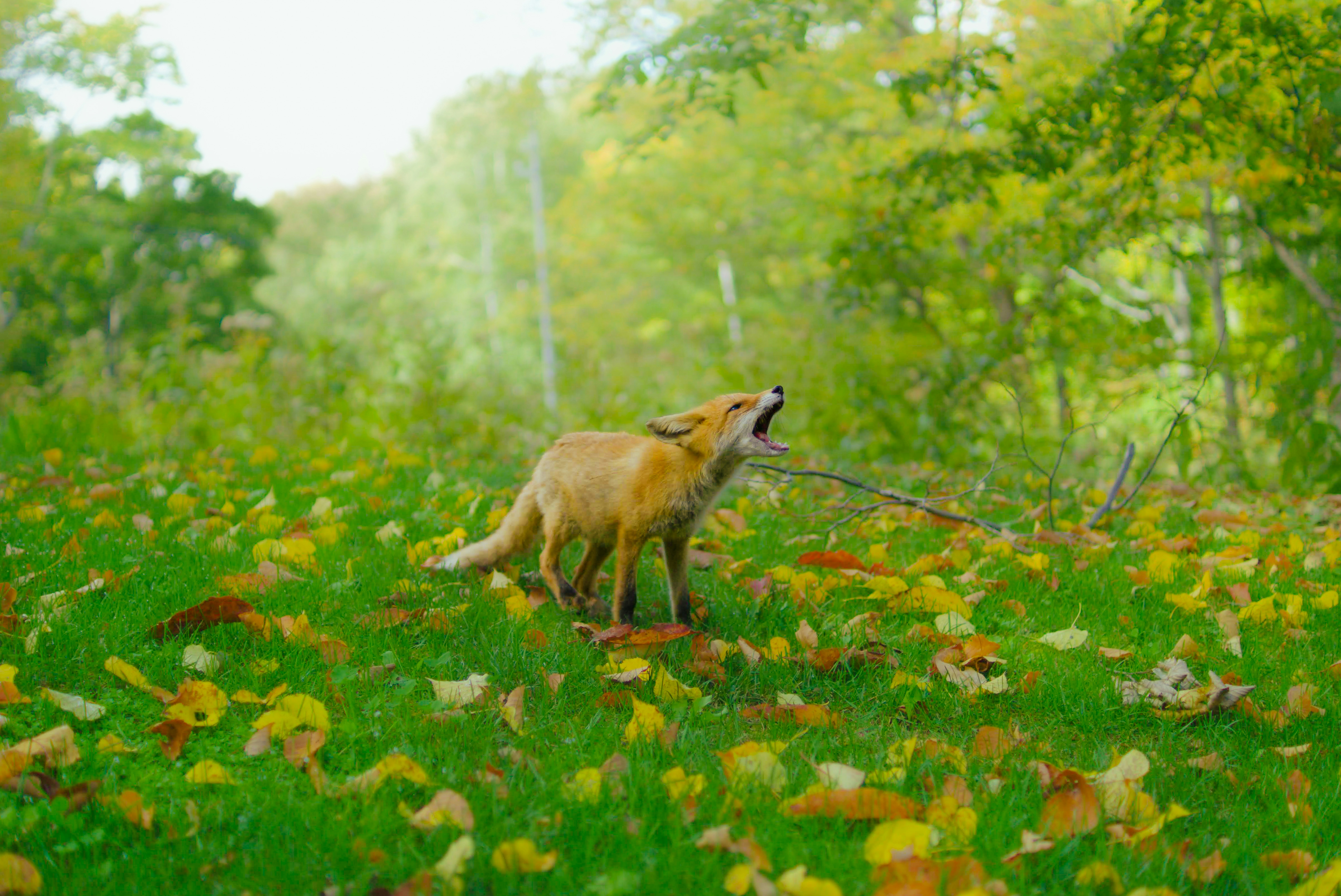 2026-04-in-one-color-cover-image