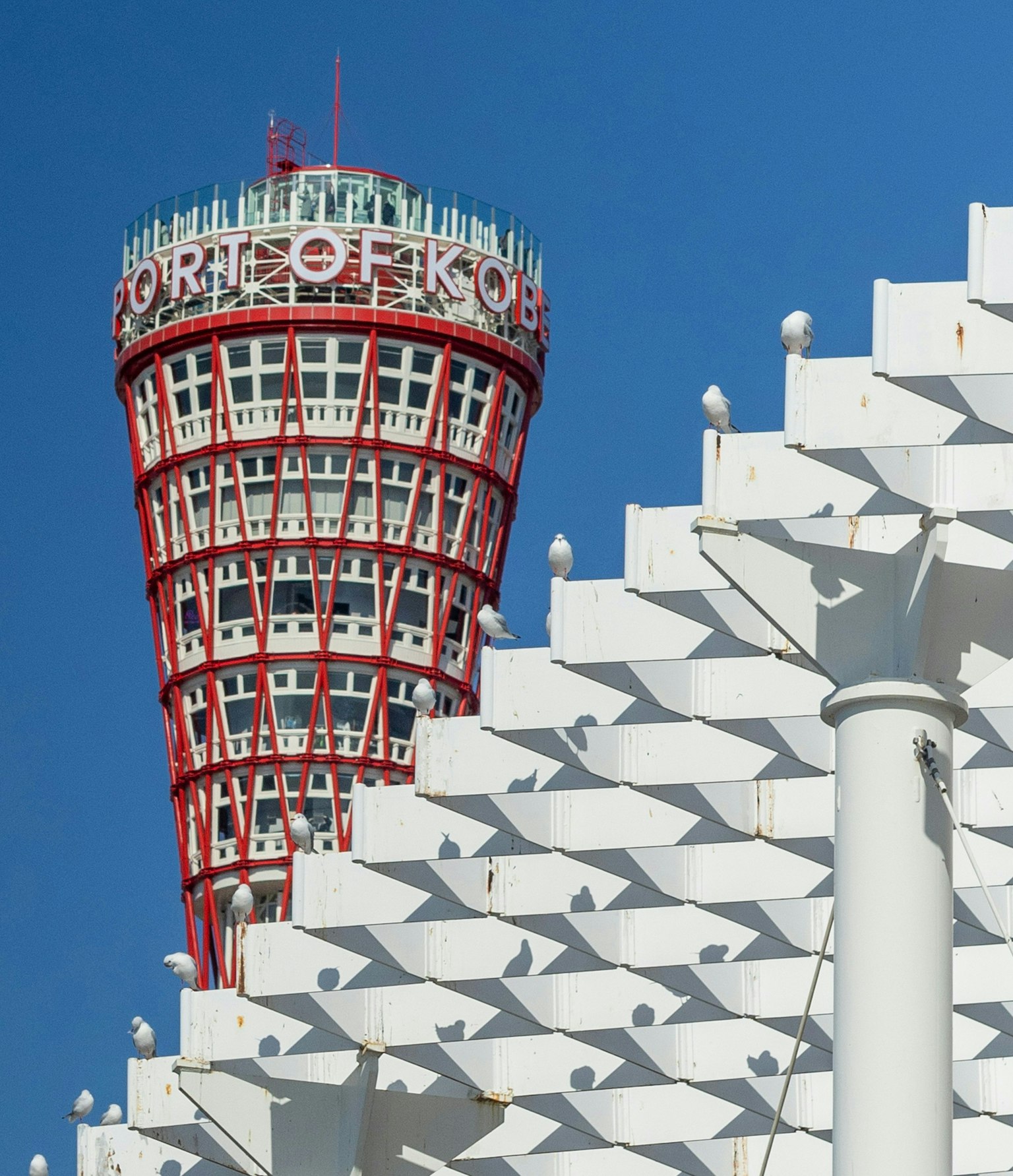 2025-03-bird-report-image-9