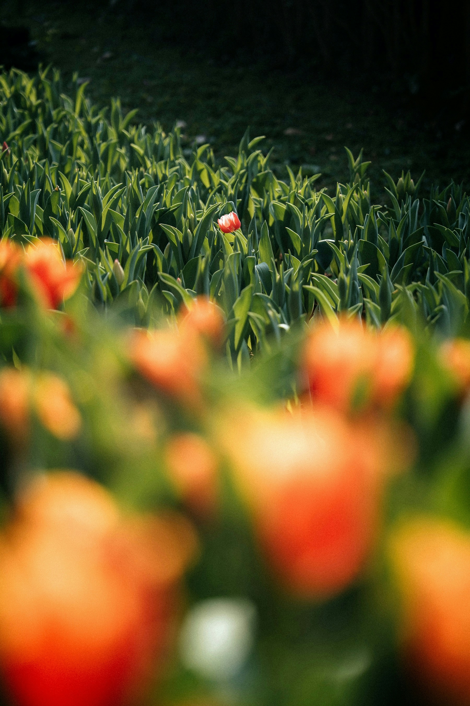 2026-05-find-new-pieces-spring-image-20