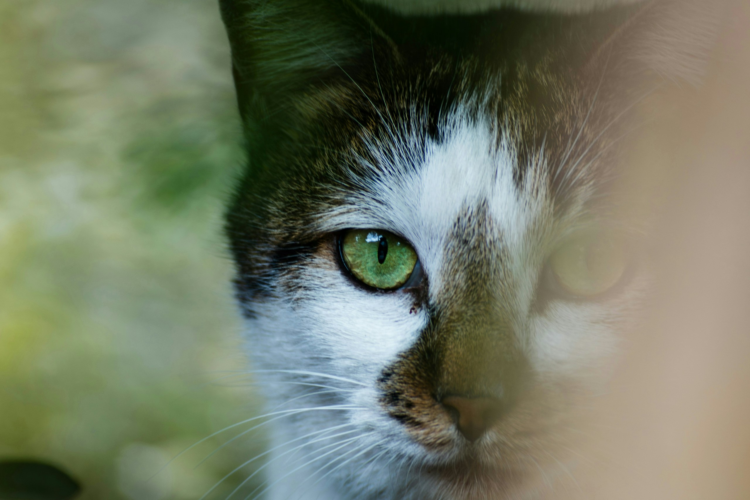 2026-04-find-new-pieces-cat-image-68