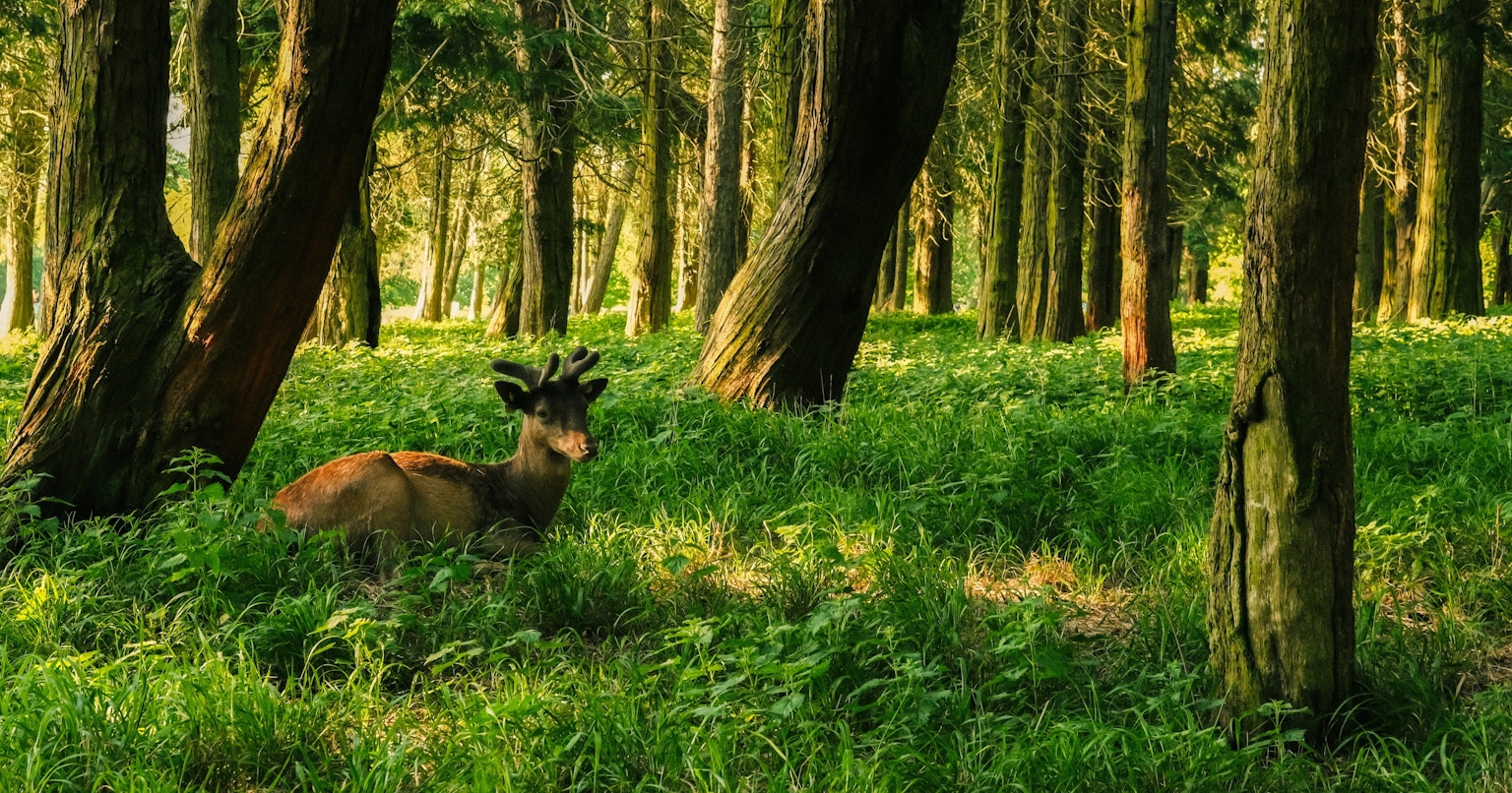 2025-06-sunlit-days-cover-image