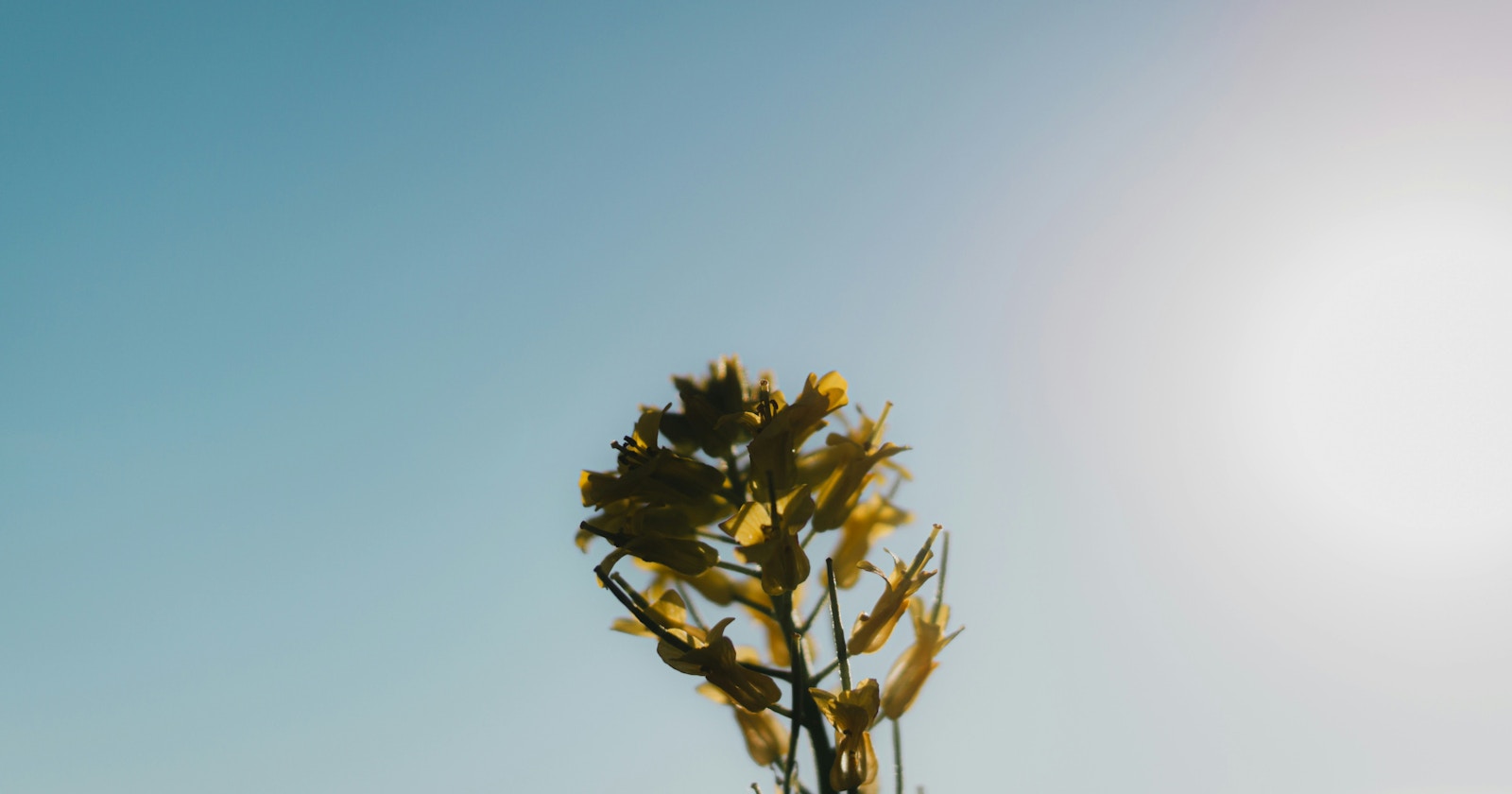Harness the Sun: Techniques for Capturing Striking Photos in Bright Sunlight | Knowledge #178