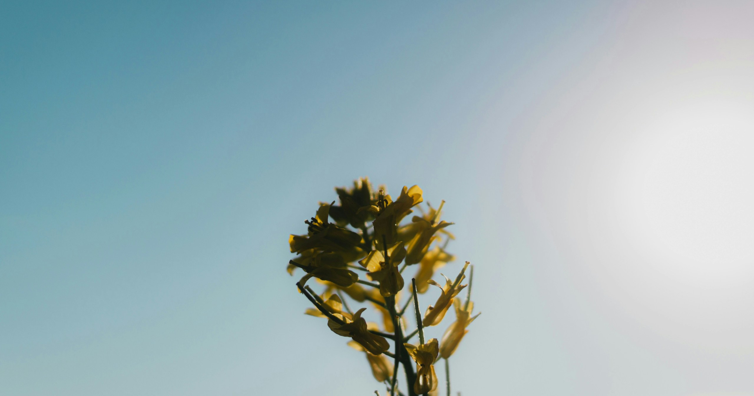 Harness the Sun: Techniques for Capturing Striking Photos in Bright Sunlight | Knowledge #178