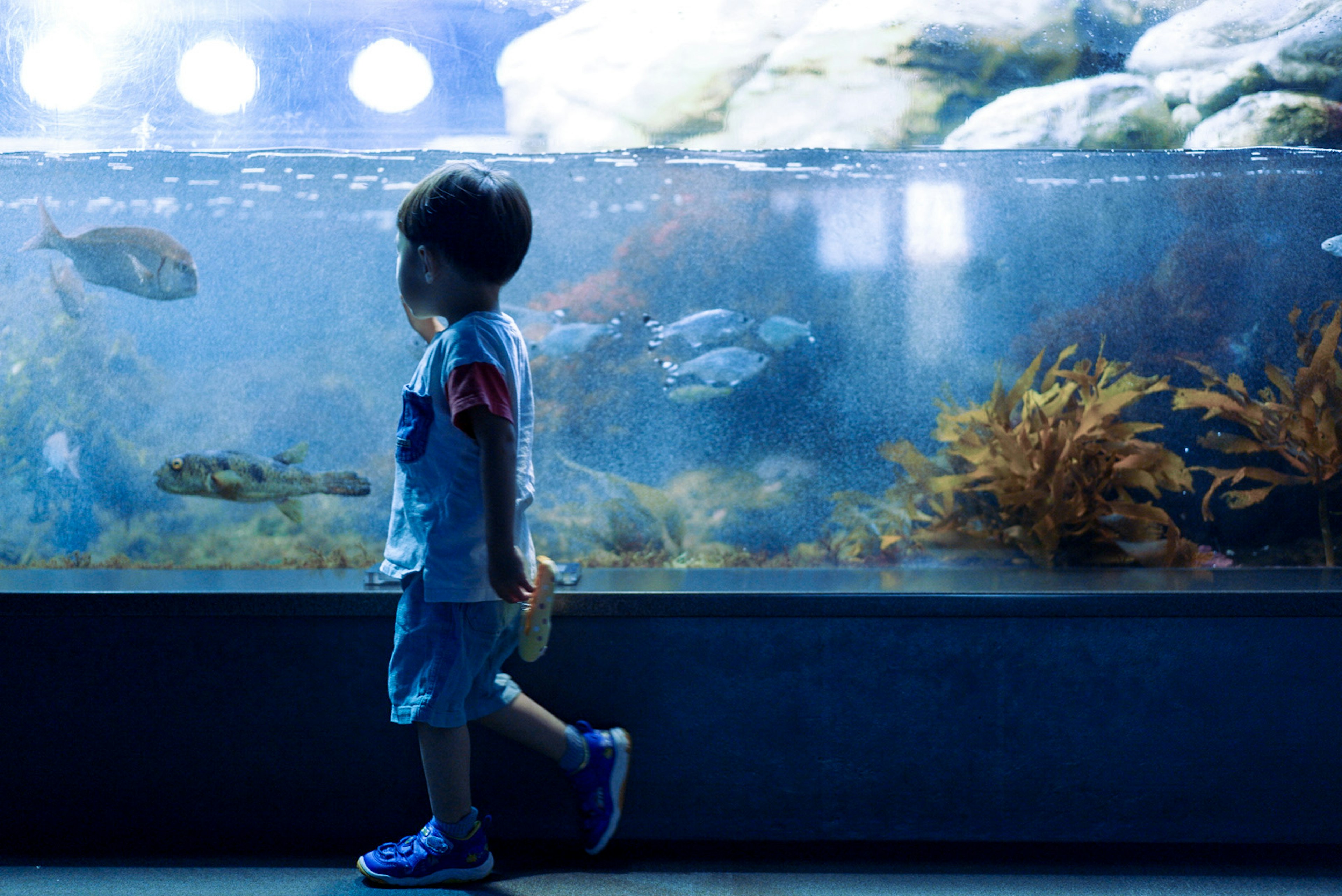 2024-05-aquarium-image-5