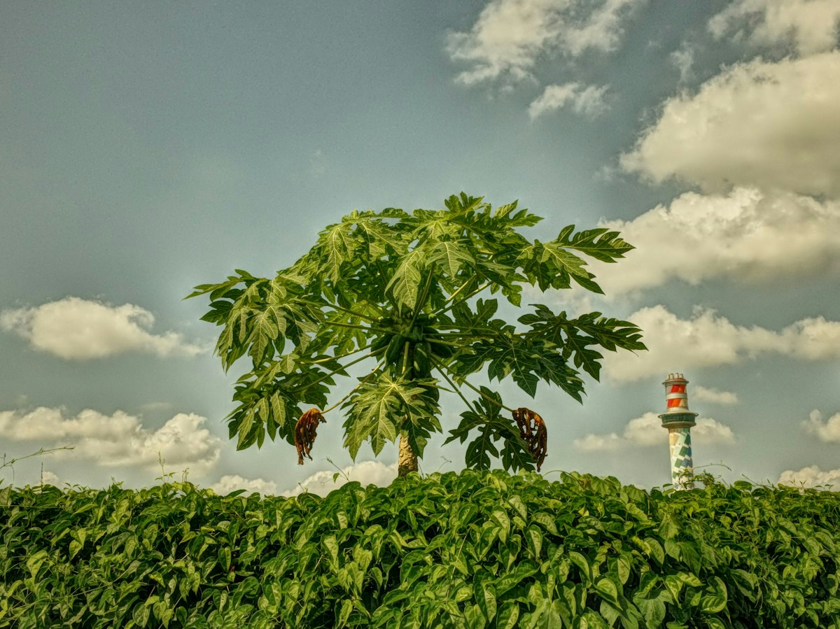 Photo by PAPALIN