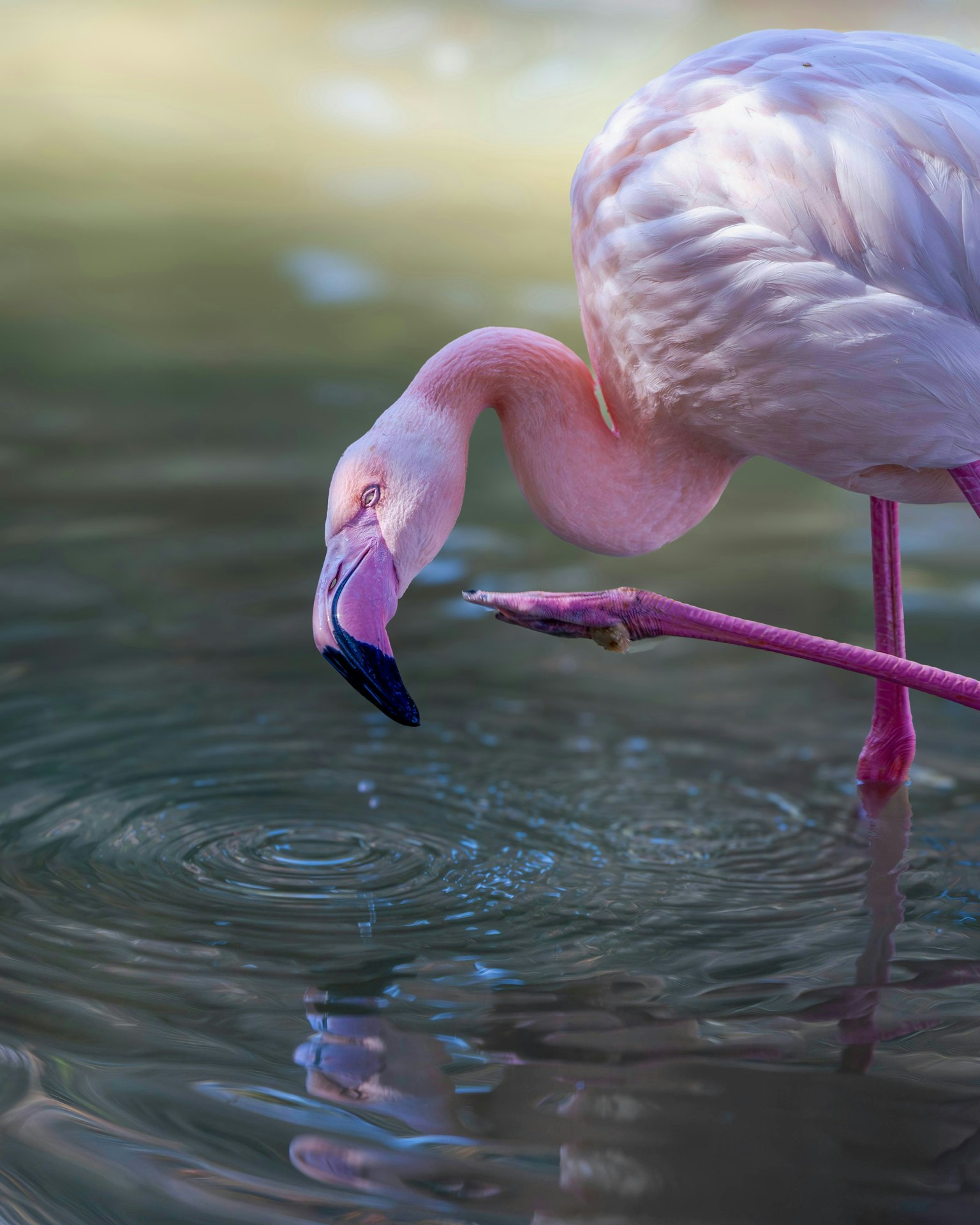 2025-09-animal-voice-in-photography-image-9