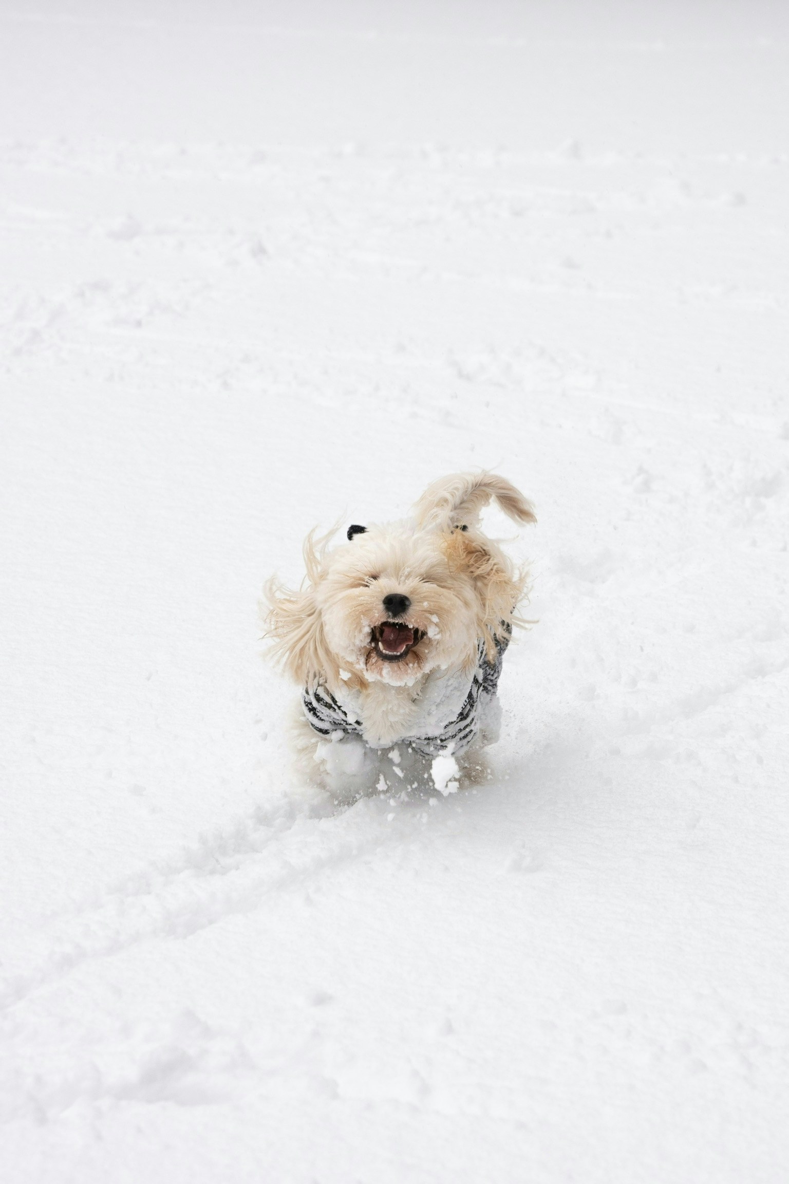 2026-09-find-new-pieces-dog-image-12