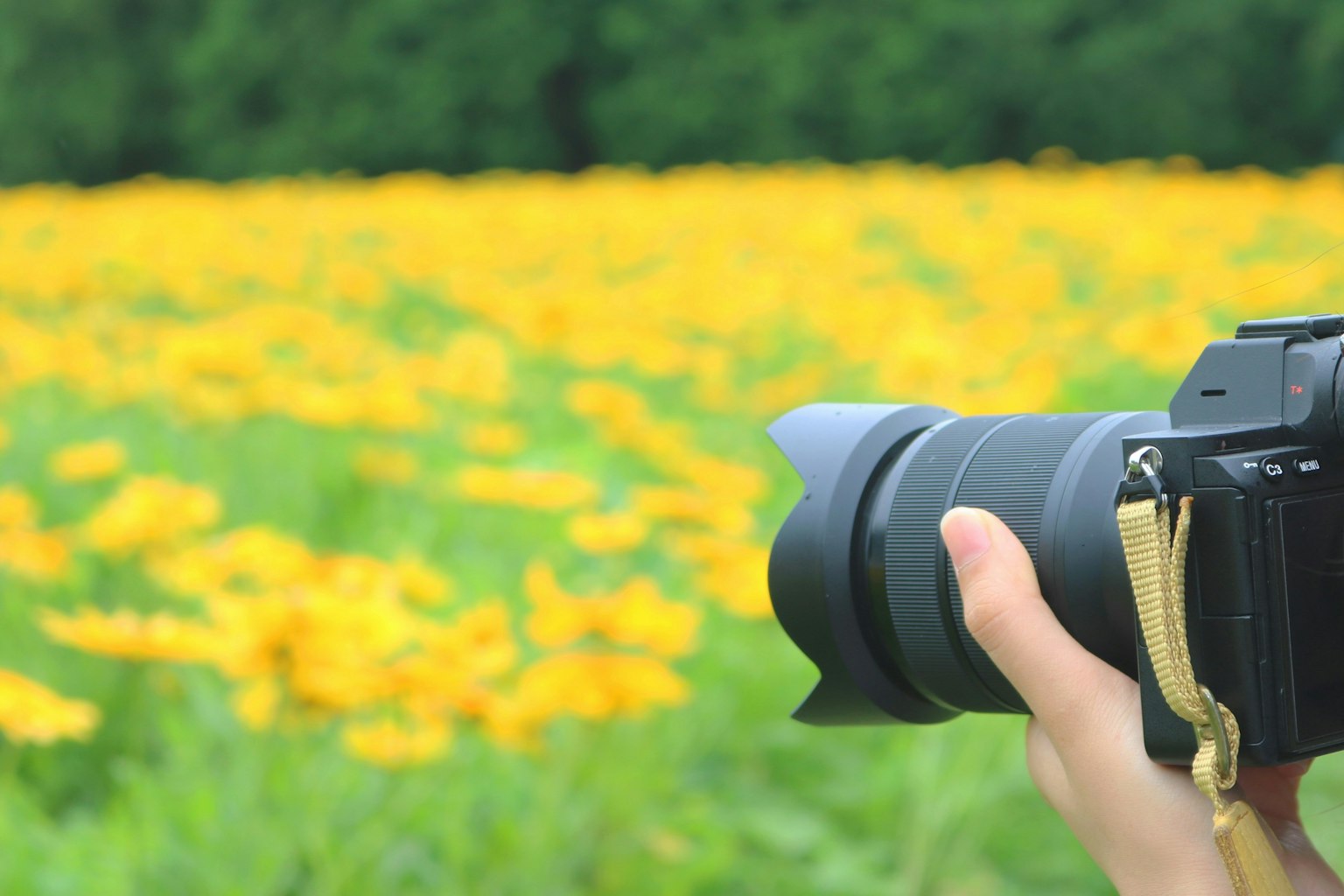 2024-08-mirrorless-vs-dslr-camera-comparison-image-10