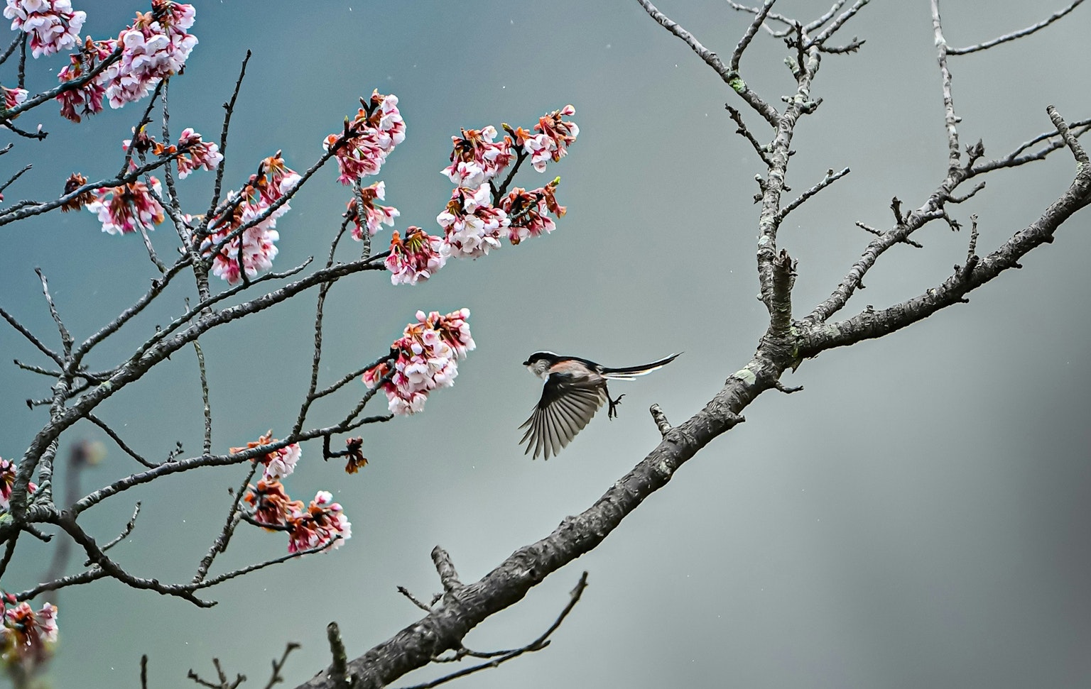 2025-03-roza-meets-nikon-z6-iii-image-14