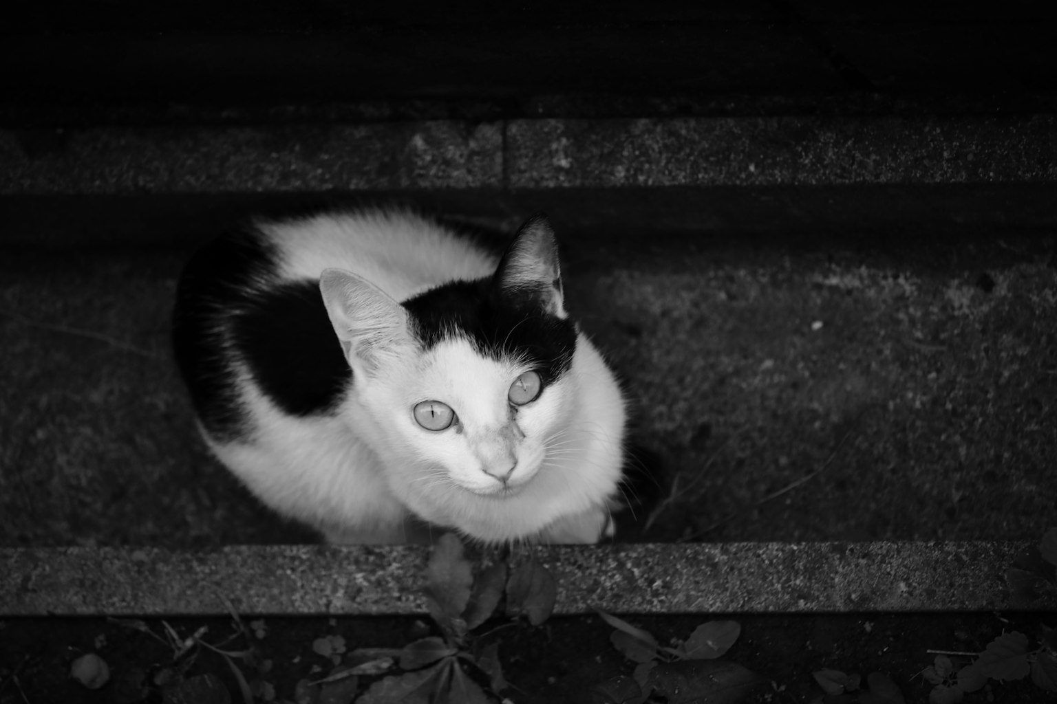 2023-10-how-to-start-animal-photography-image-11