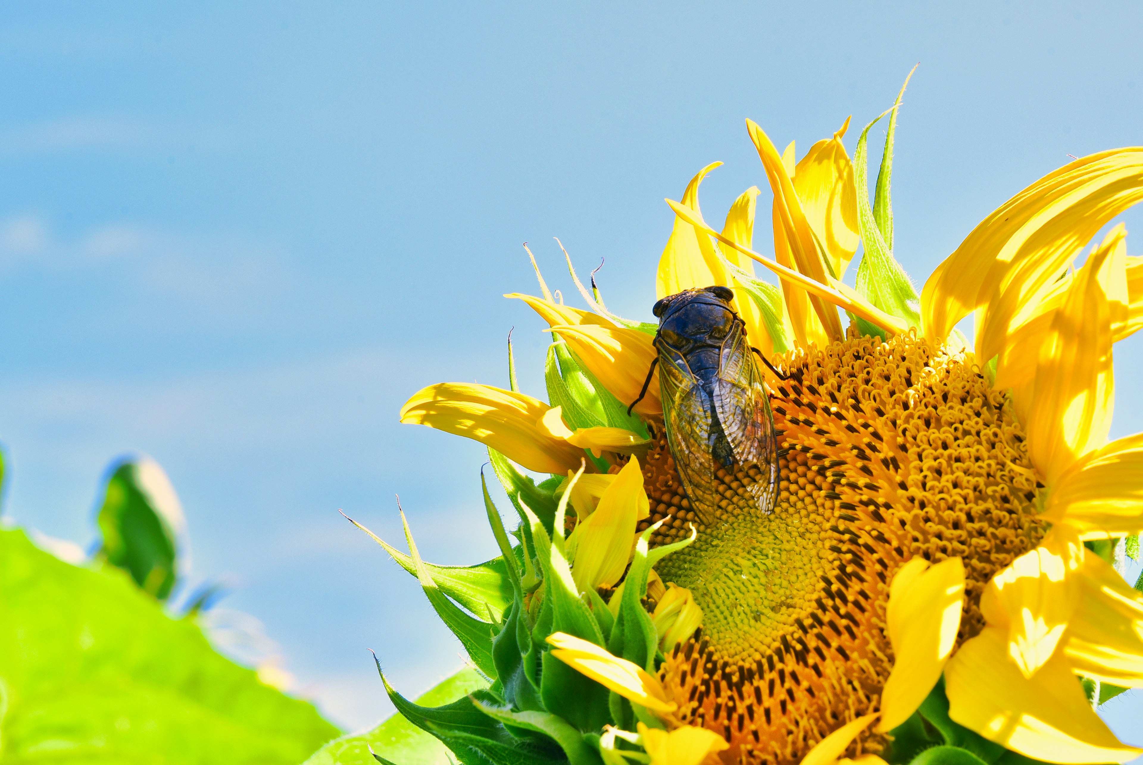 2024-08-sunflower-photography-in-japan-image-6