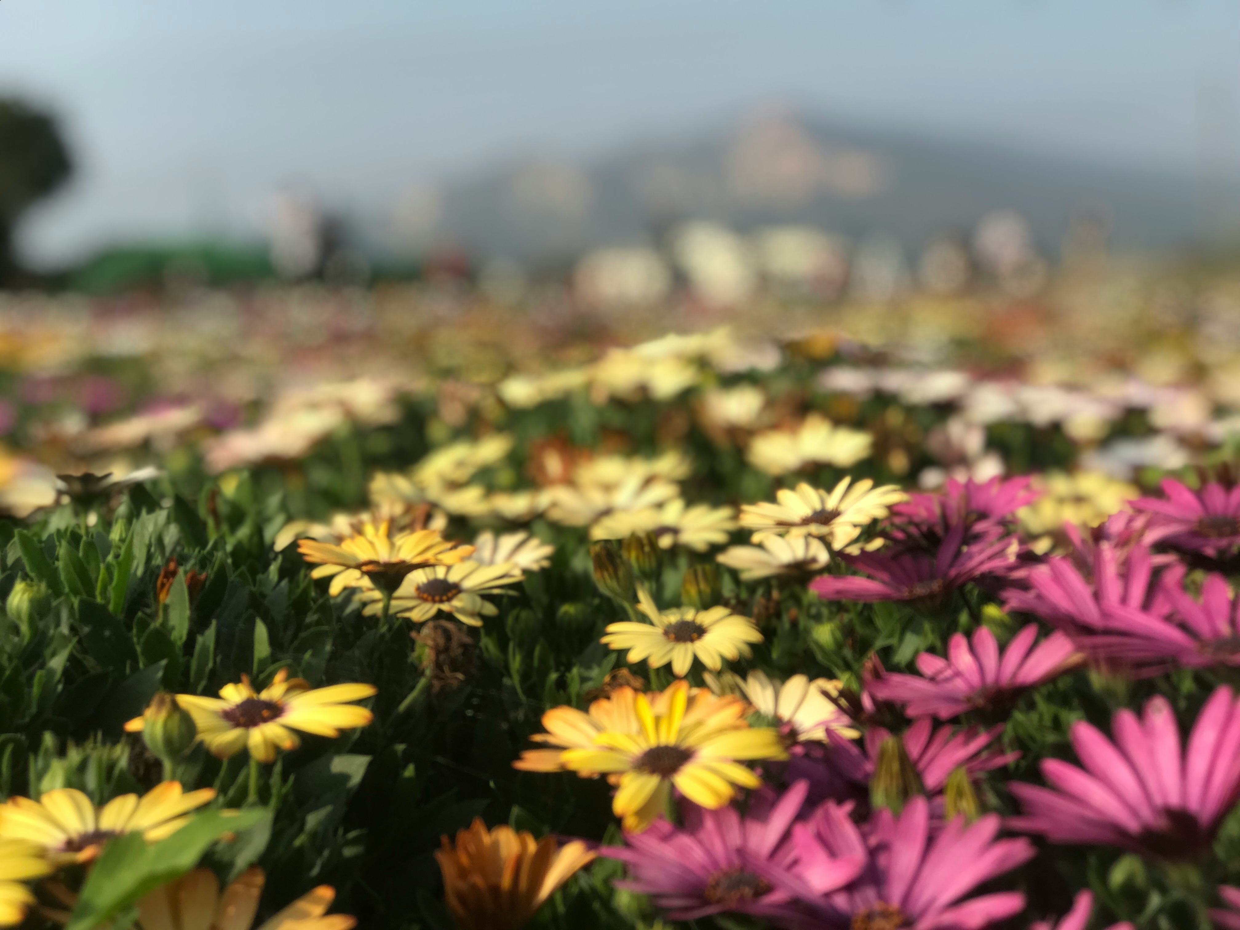 2026-04-find-new-pieces-flower-cover-image