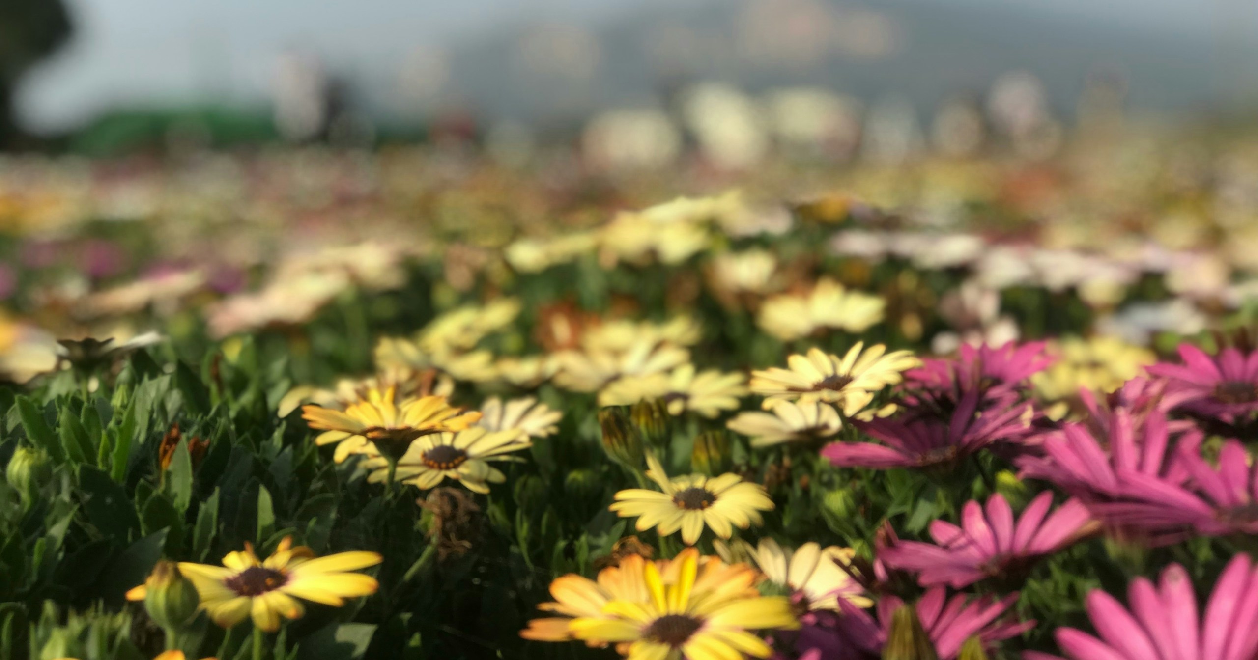 Threads 発掘企画 | find new pieces『flower』| まだ見ぬ才能に出会う | Focus #646