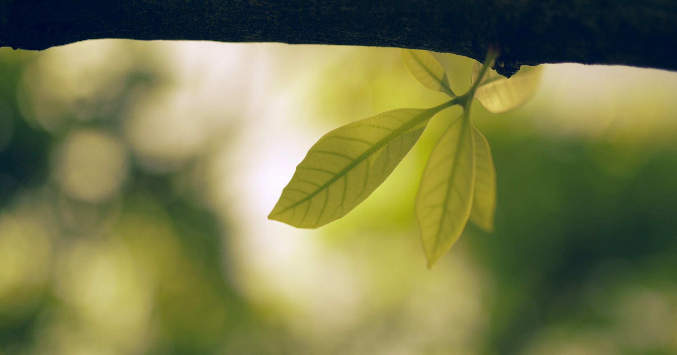 How to Utilize Green in Photography | Focus #180
