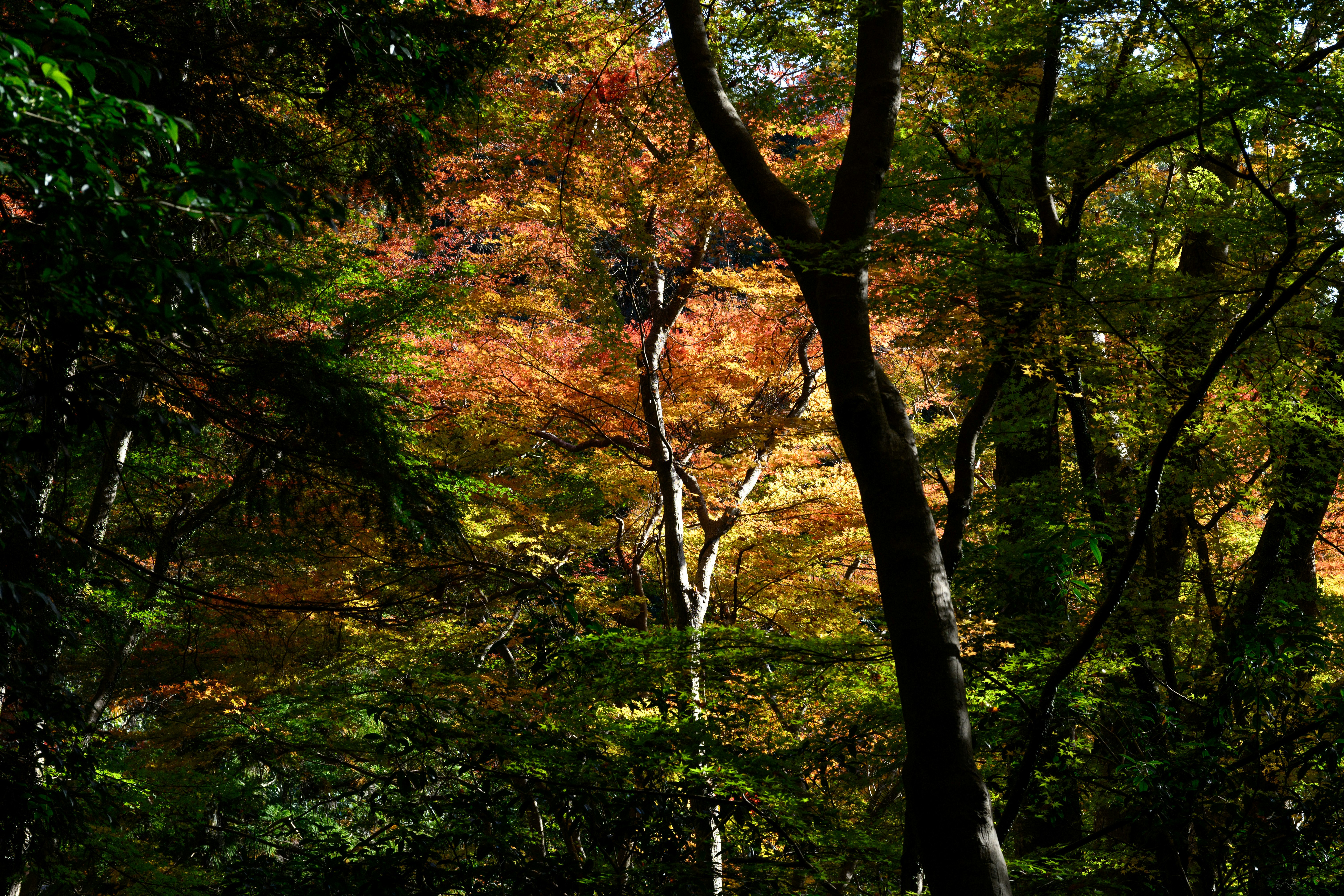 2025-11-first-autumn-shoot-cover-image