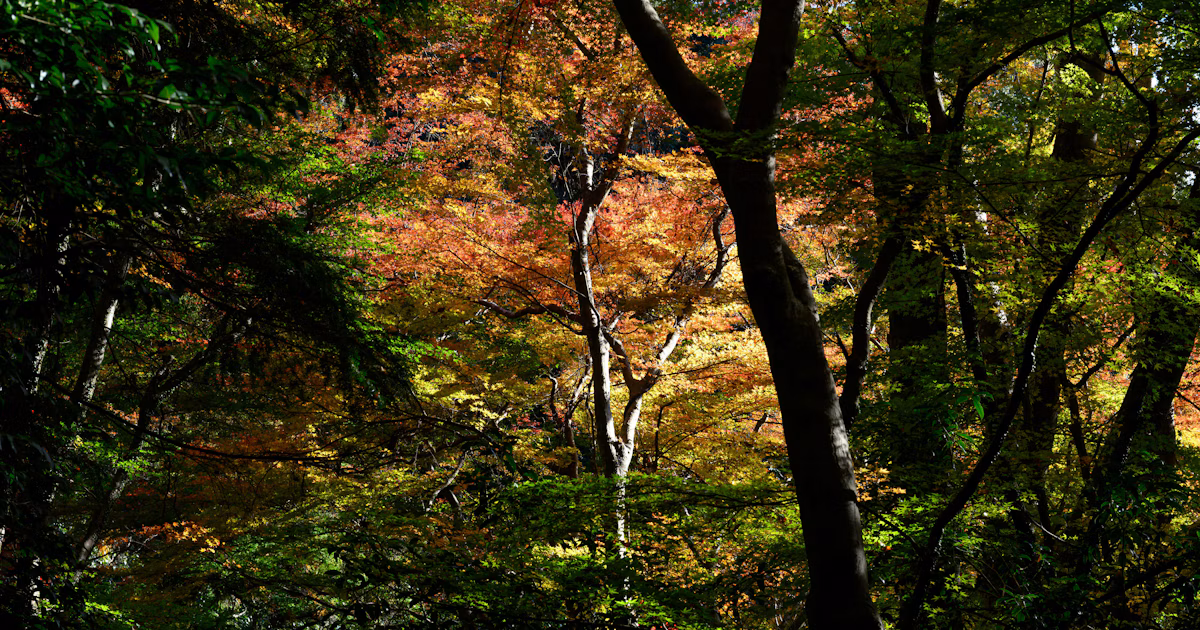 Erste Schritte in der Herbstfotografie | Knowledge #