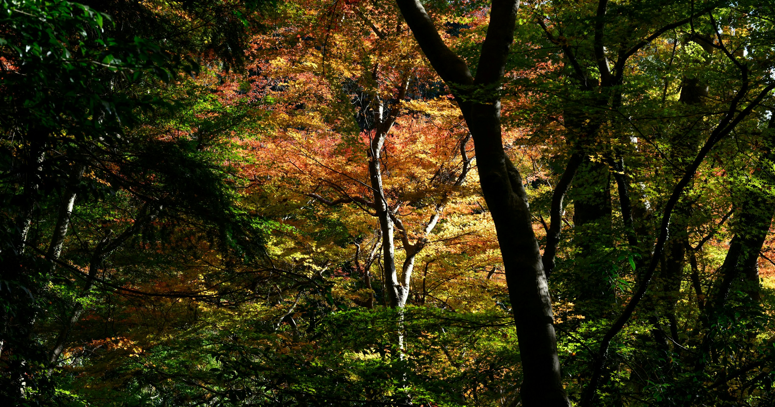 First Autumn Foliage Photography | Knowledge #
