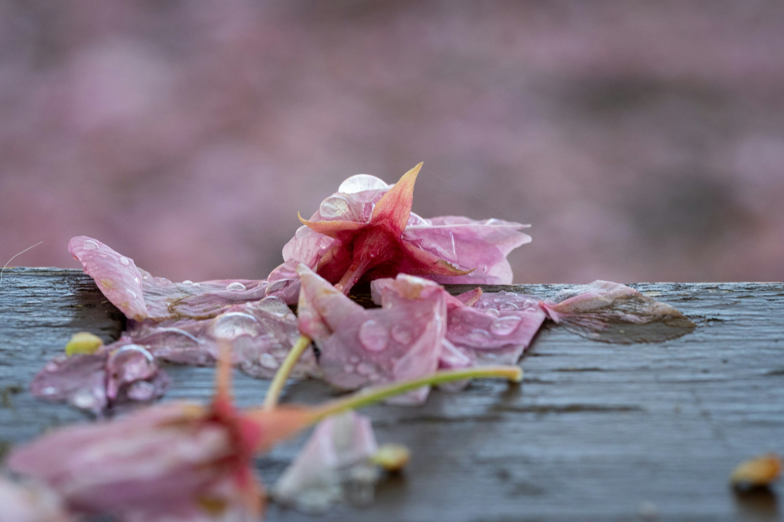 Image by Amo