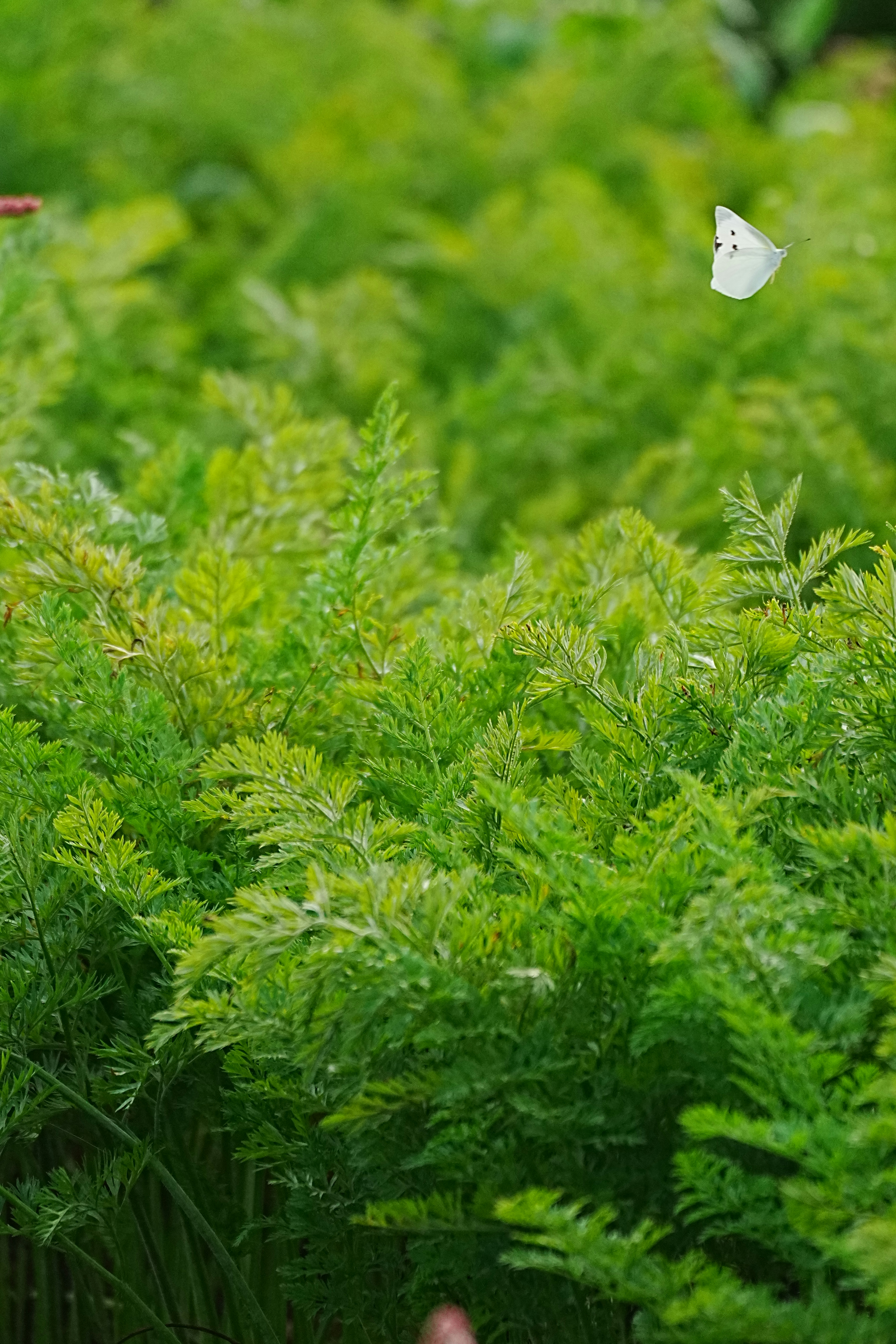 2026-06-greenery-report-image-11