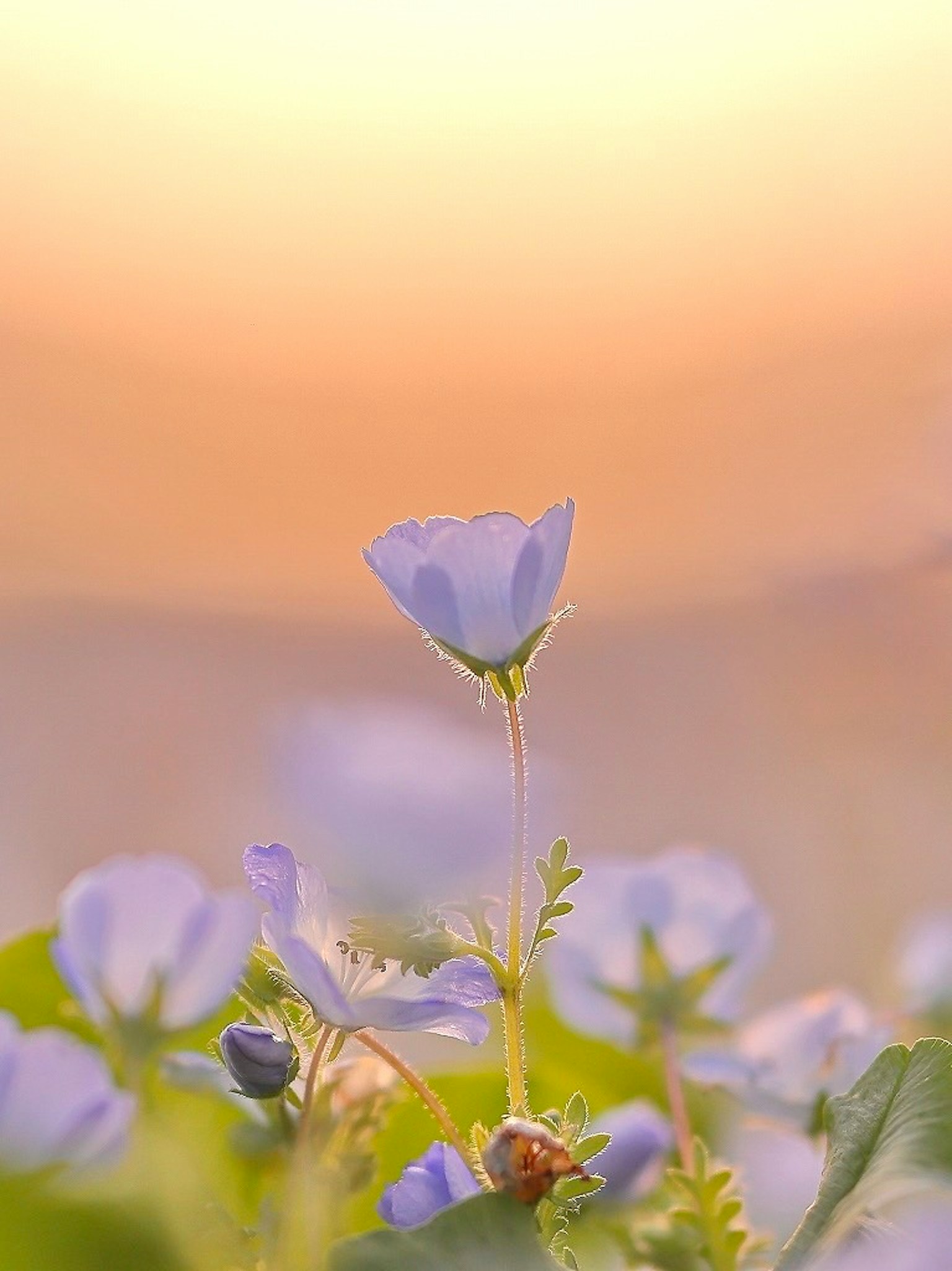 2024-04-nemophila-image-17