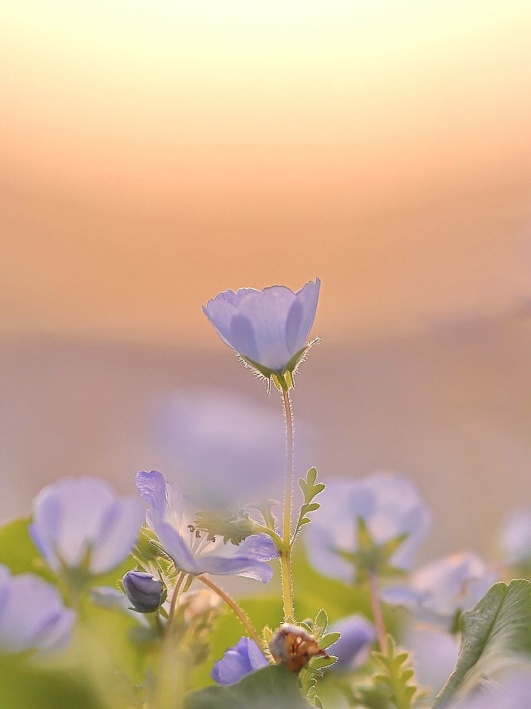 2024-04-nemophila-image-17