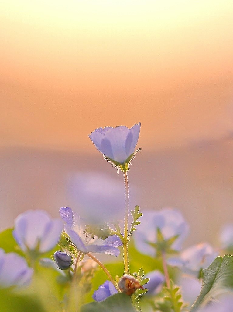 Image by Shou