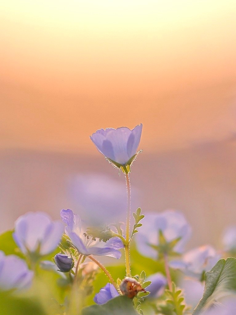 2024-04-nemophila-image-17