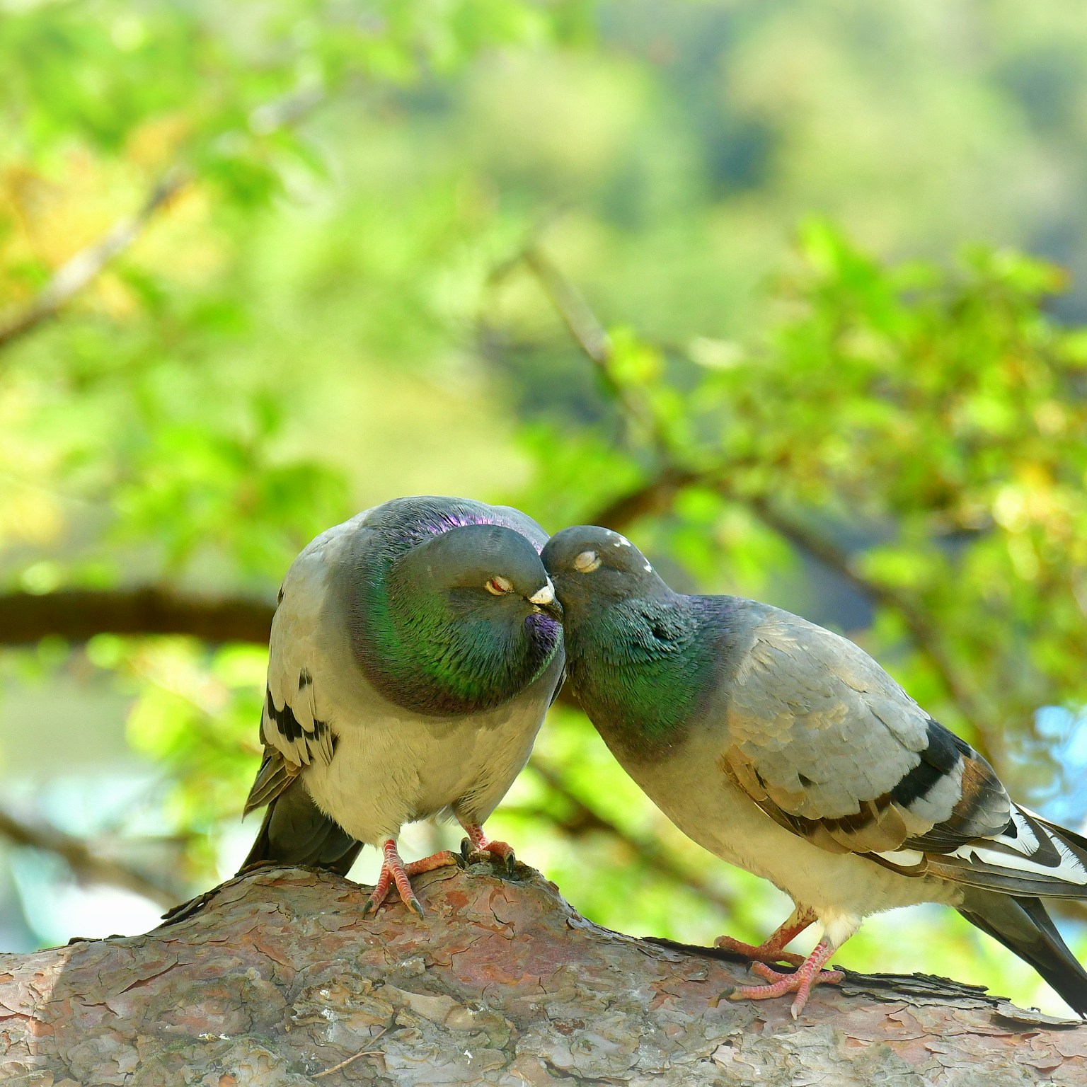 2024-08-peace-cover-image