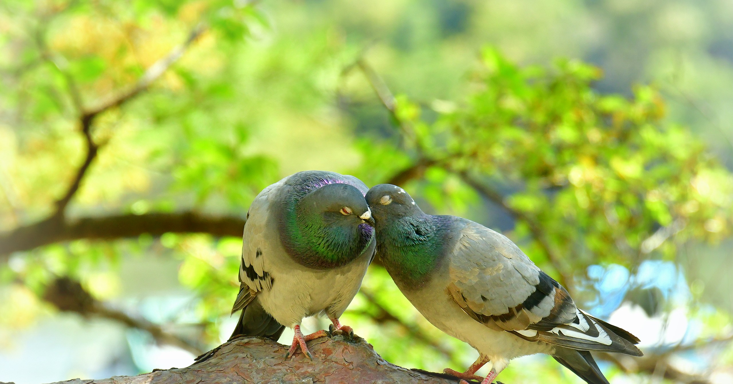 #peace | Trouver le bonheur caché dans la vie quotidienne | Focus #265