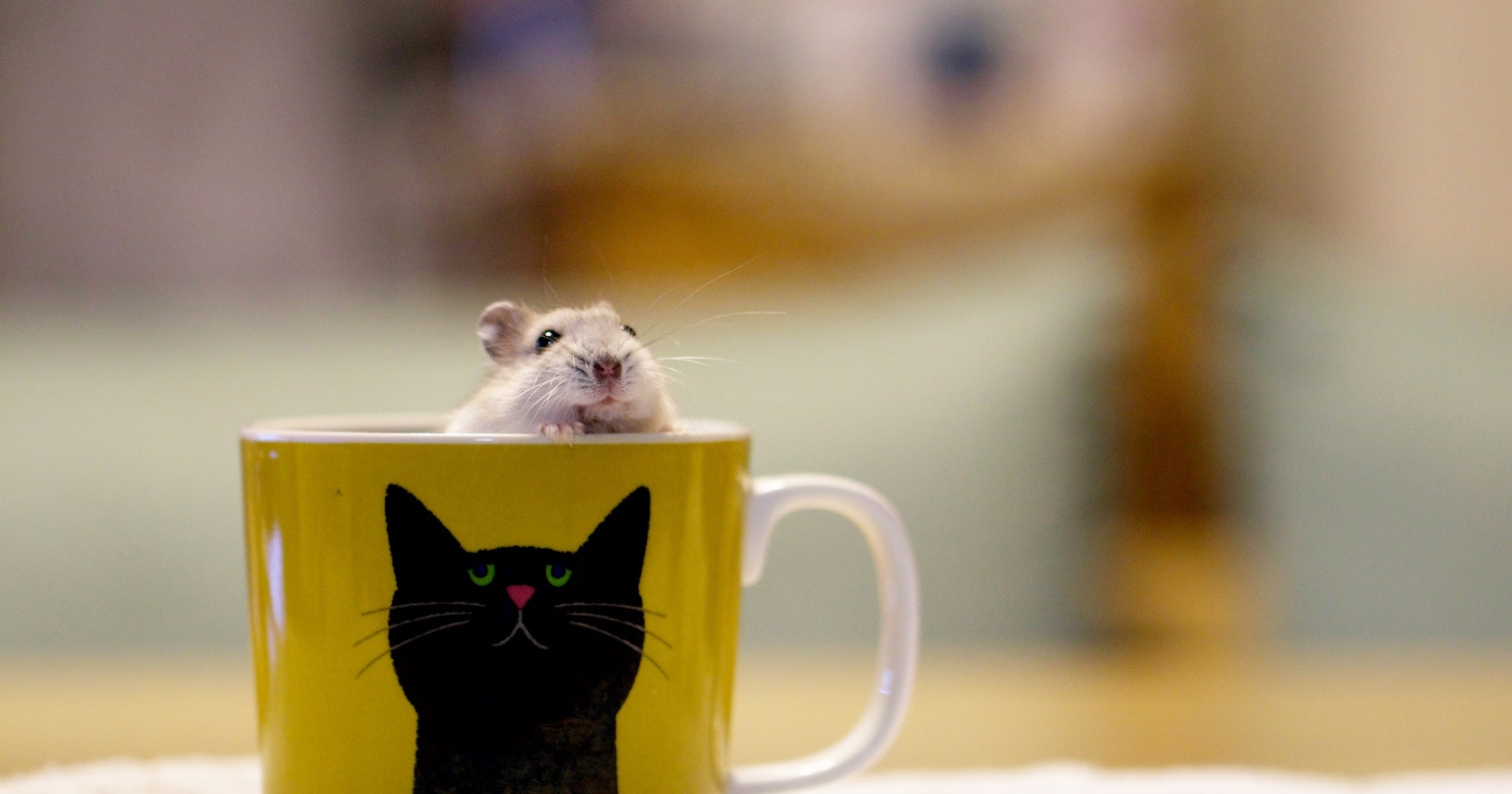 2024-09-pets-photography-cover-image