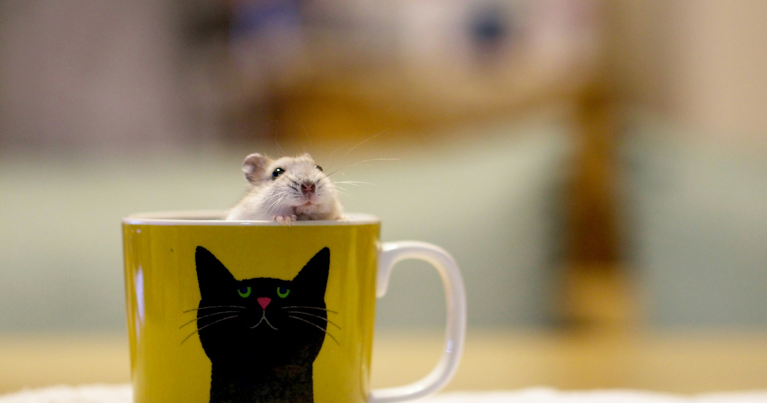 Tips for Photographing Your Beloved Pets | Knowledge #117