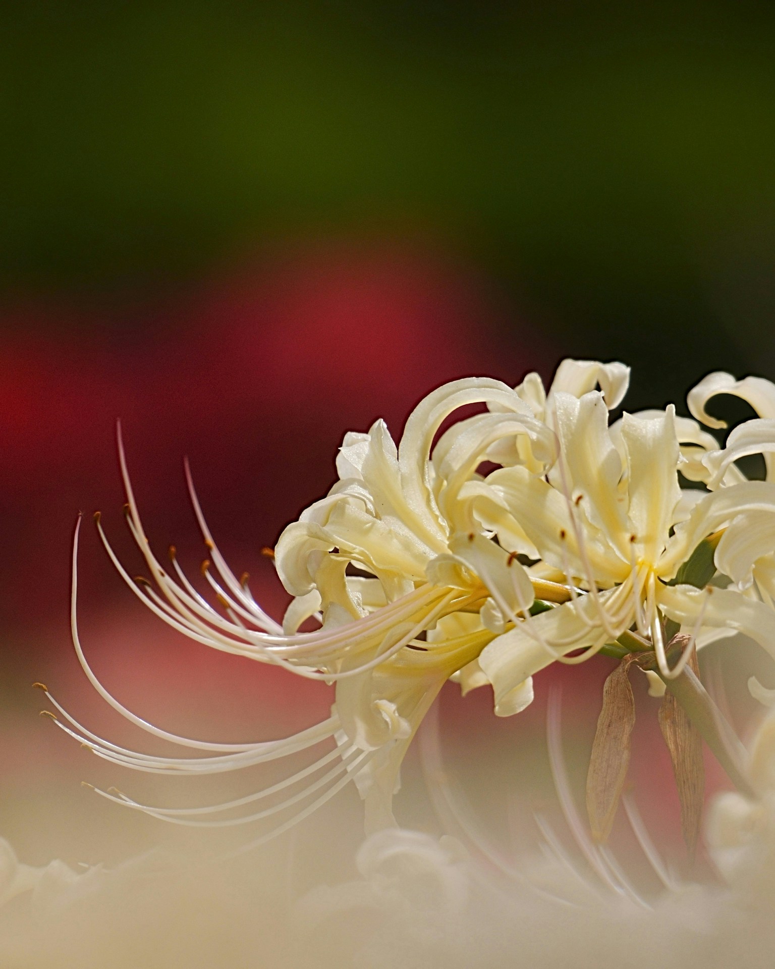 2025-12-parks-vibes-award-image-26