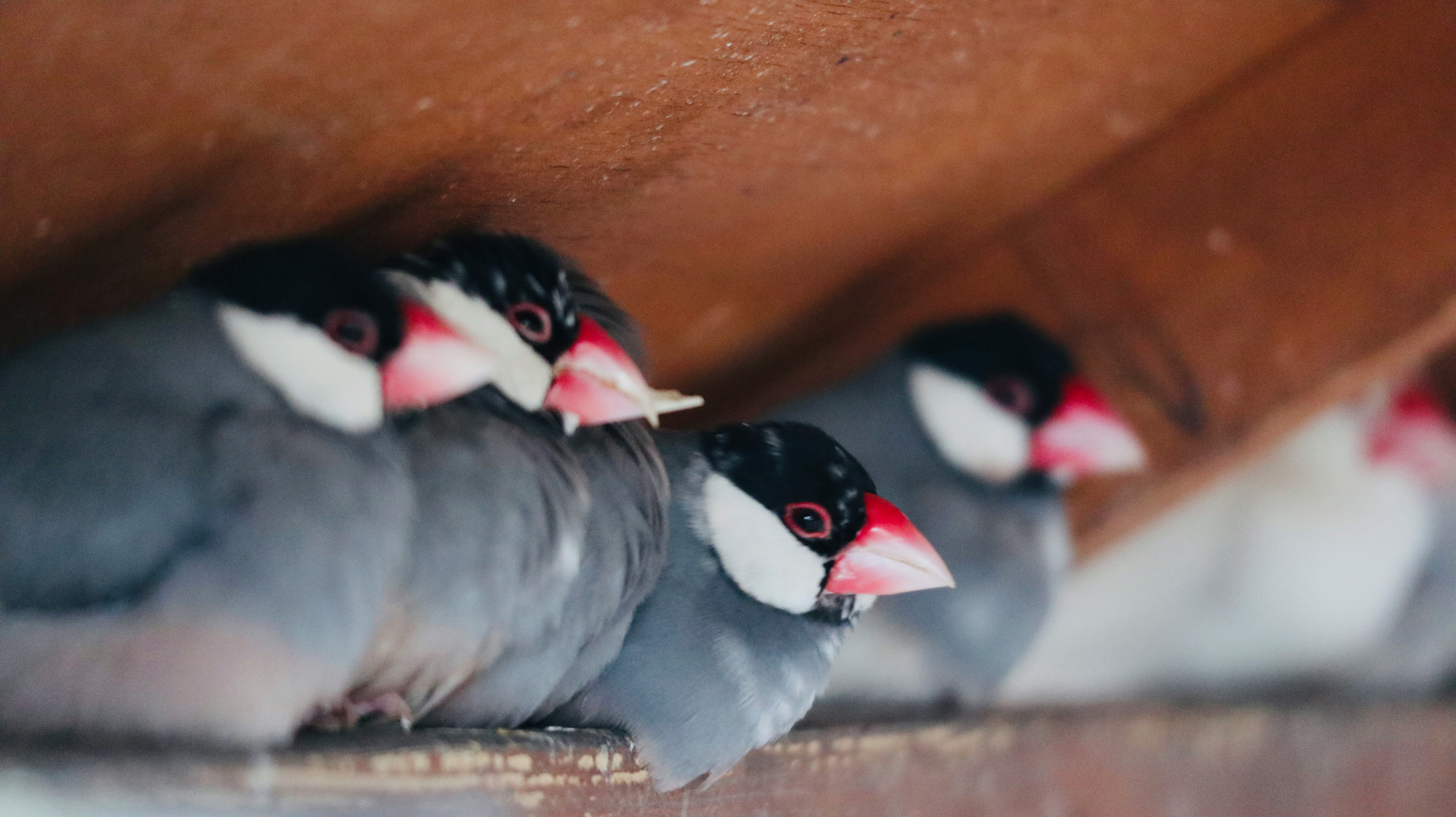 2026-03-animal-cover-image