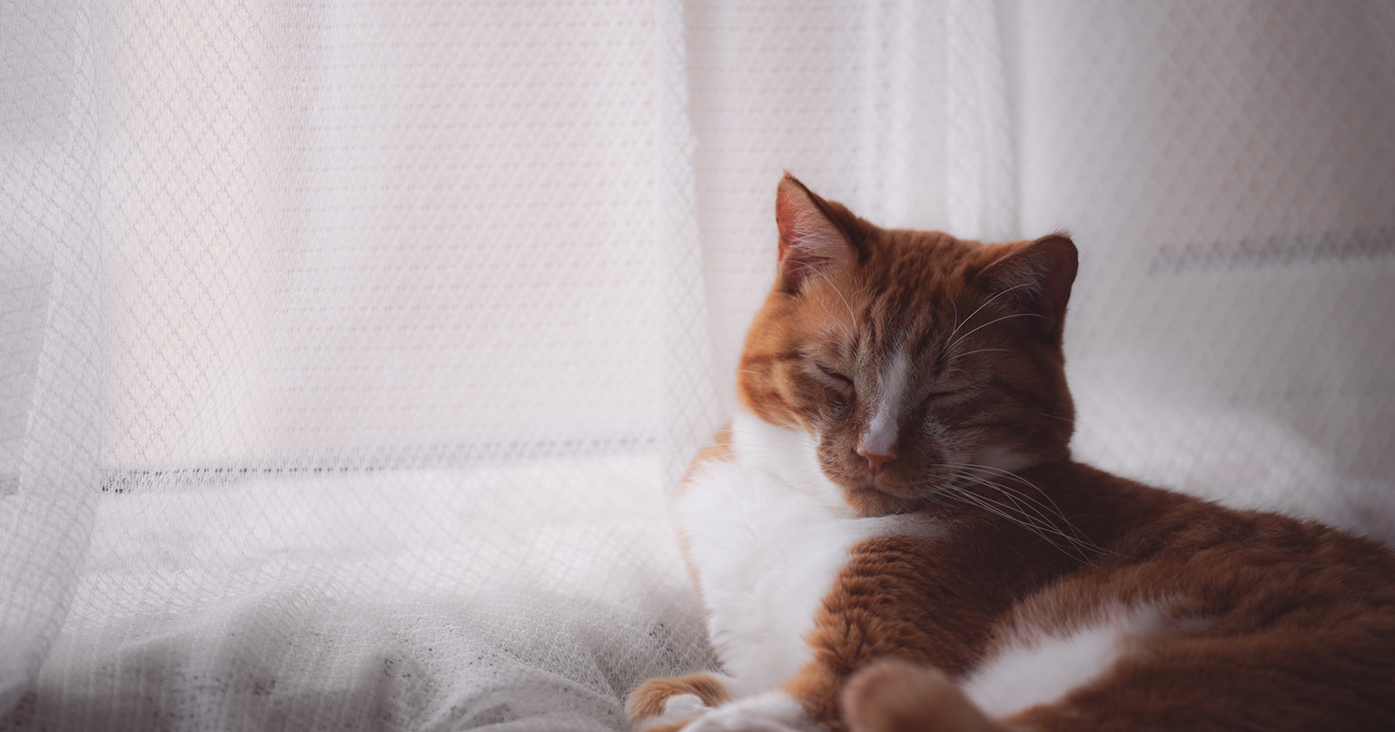 2024-04-cat-day-award-cover-image