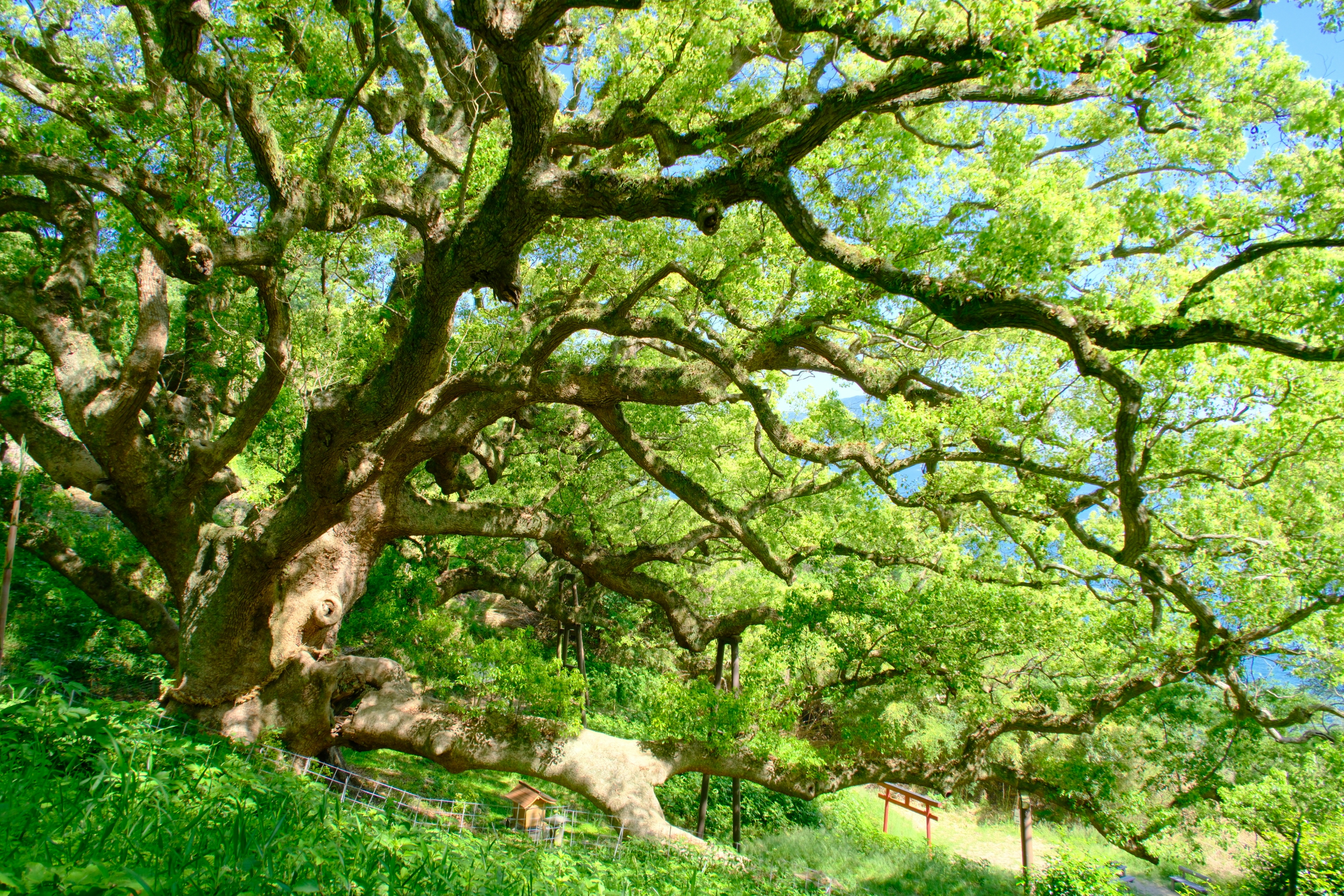 2026-06-greenery-report-cover-image