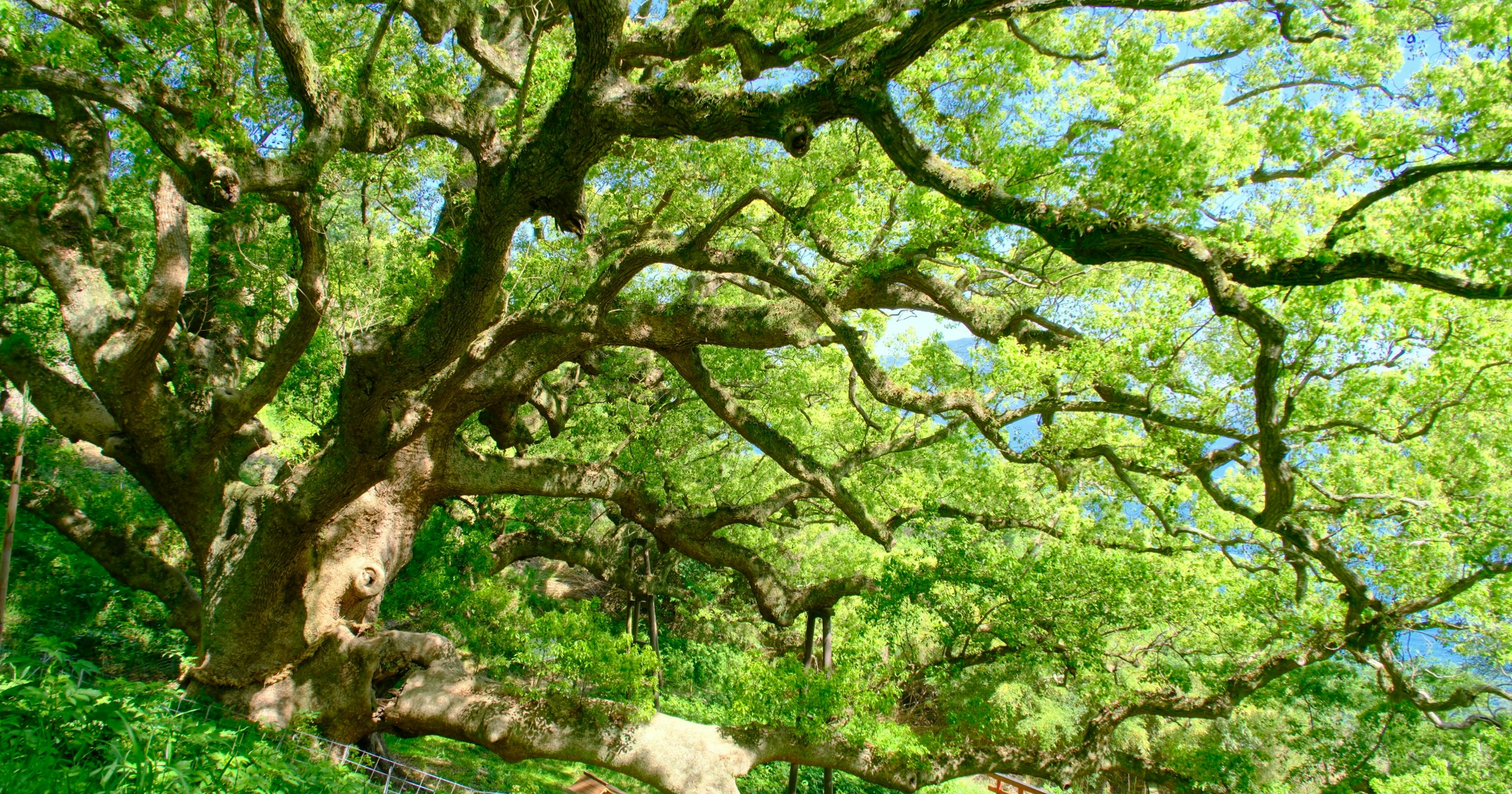 #greenery | 留存于投稿中的新绿余韵 | Focus #684