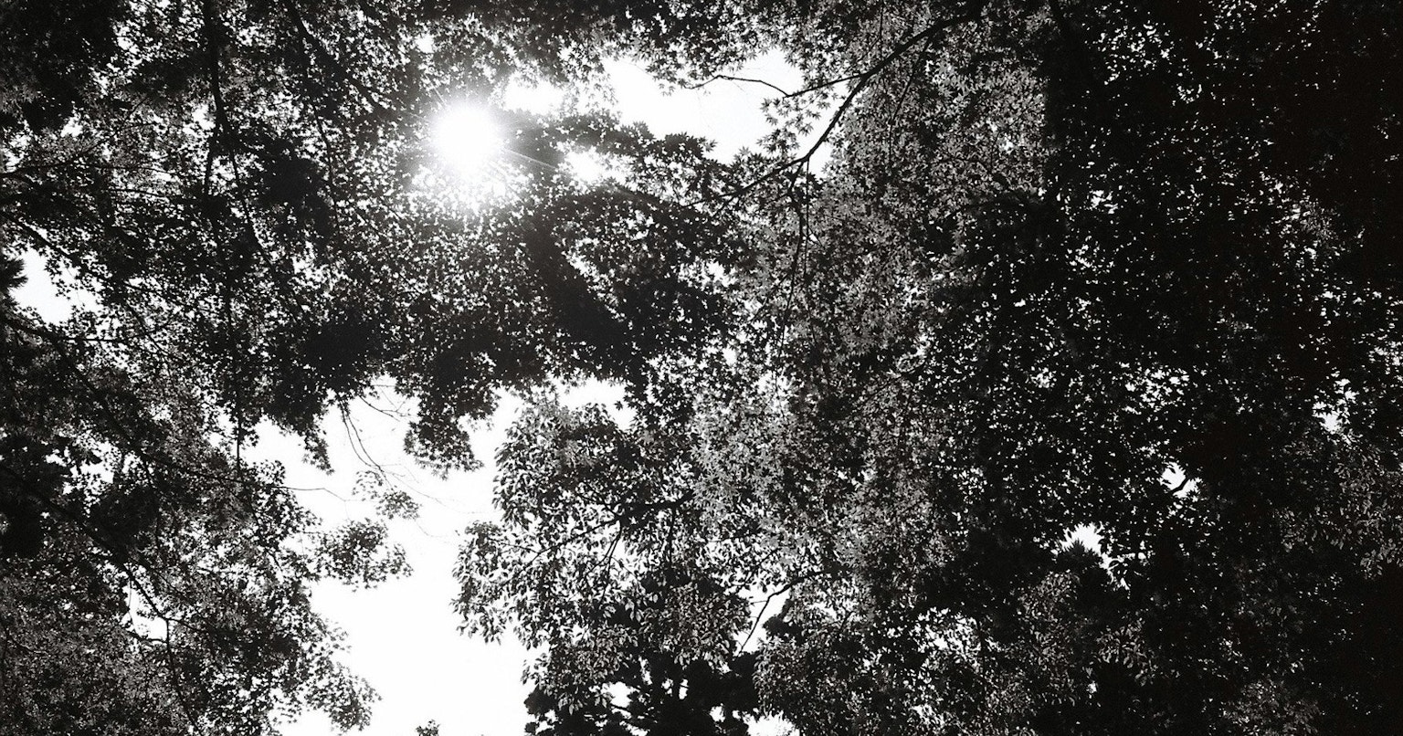 2024-09-monochrome-autumn-photography-cover-image