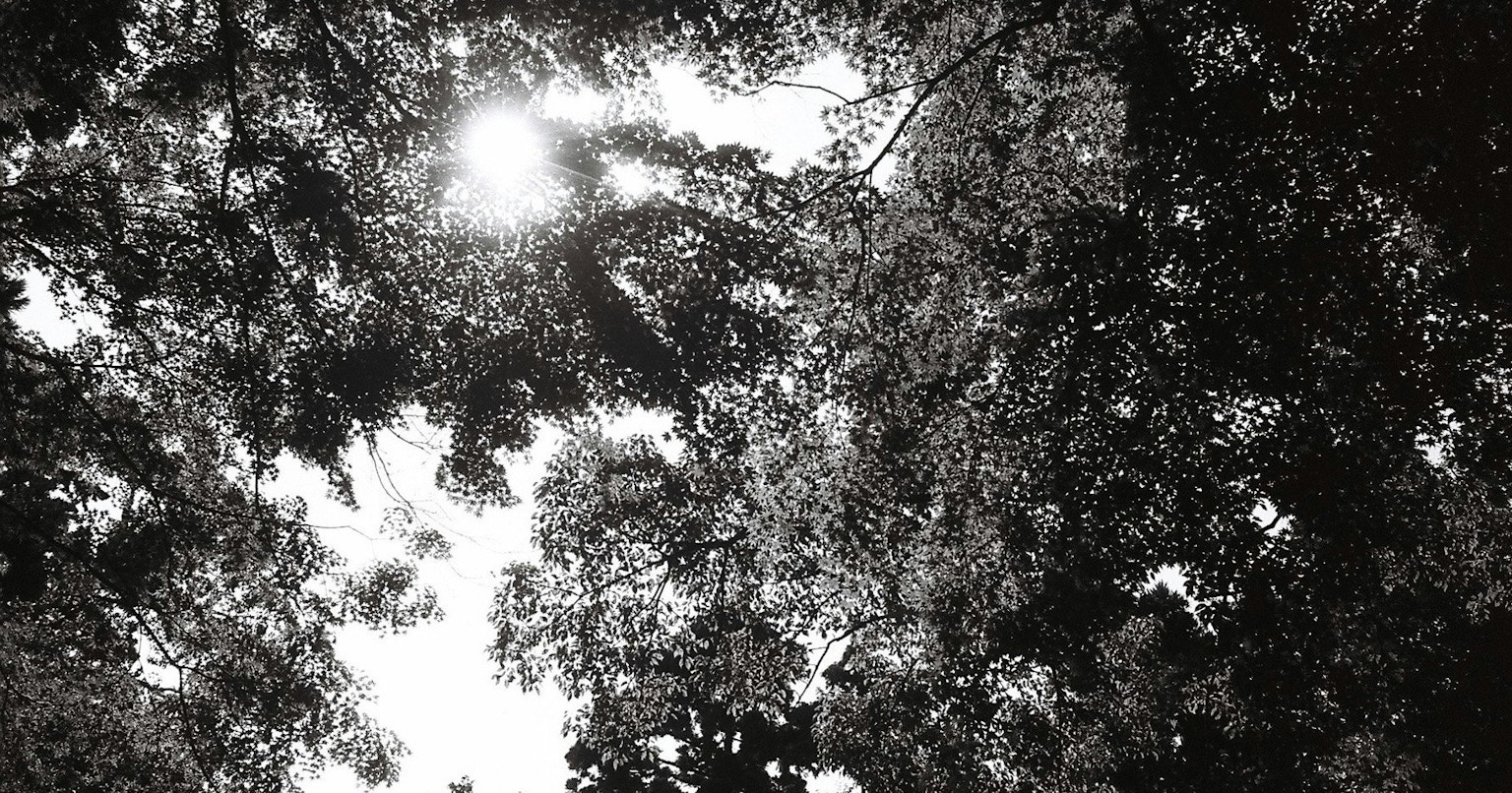 2024-09-monochrome-autumn-photography-cover-image