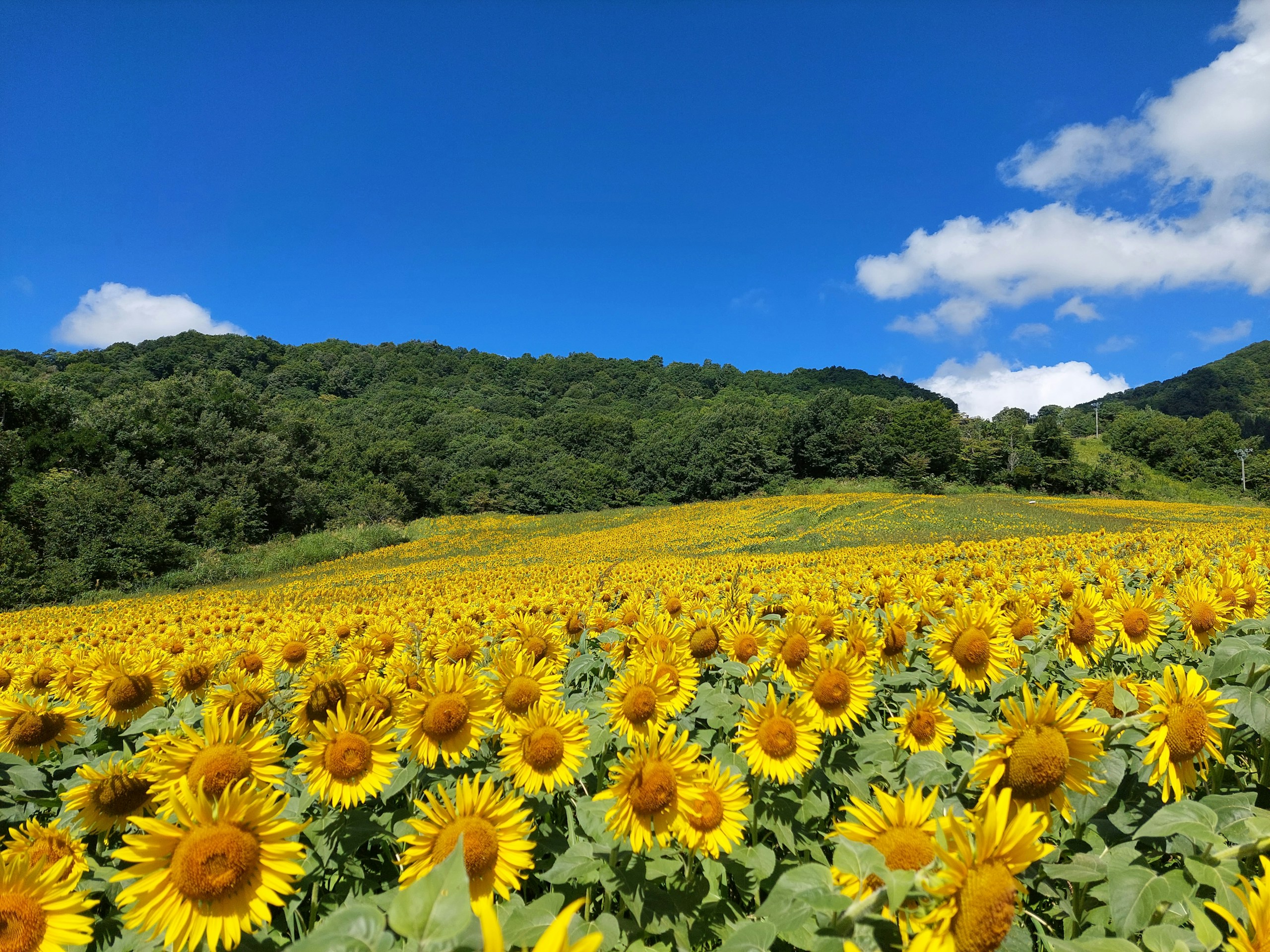2024-06-sasonal-flower-image-7