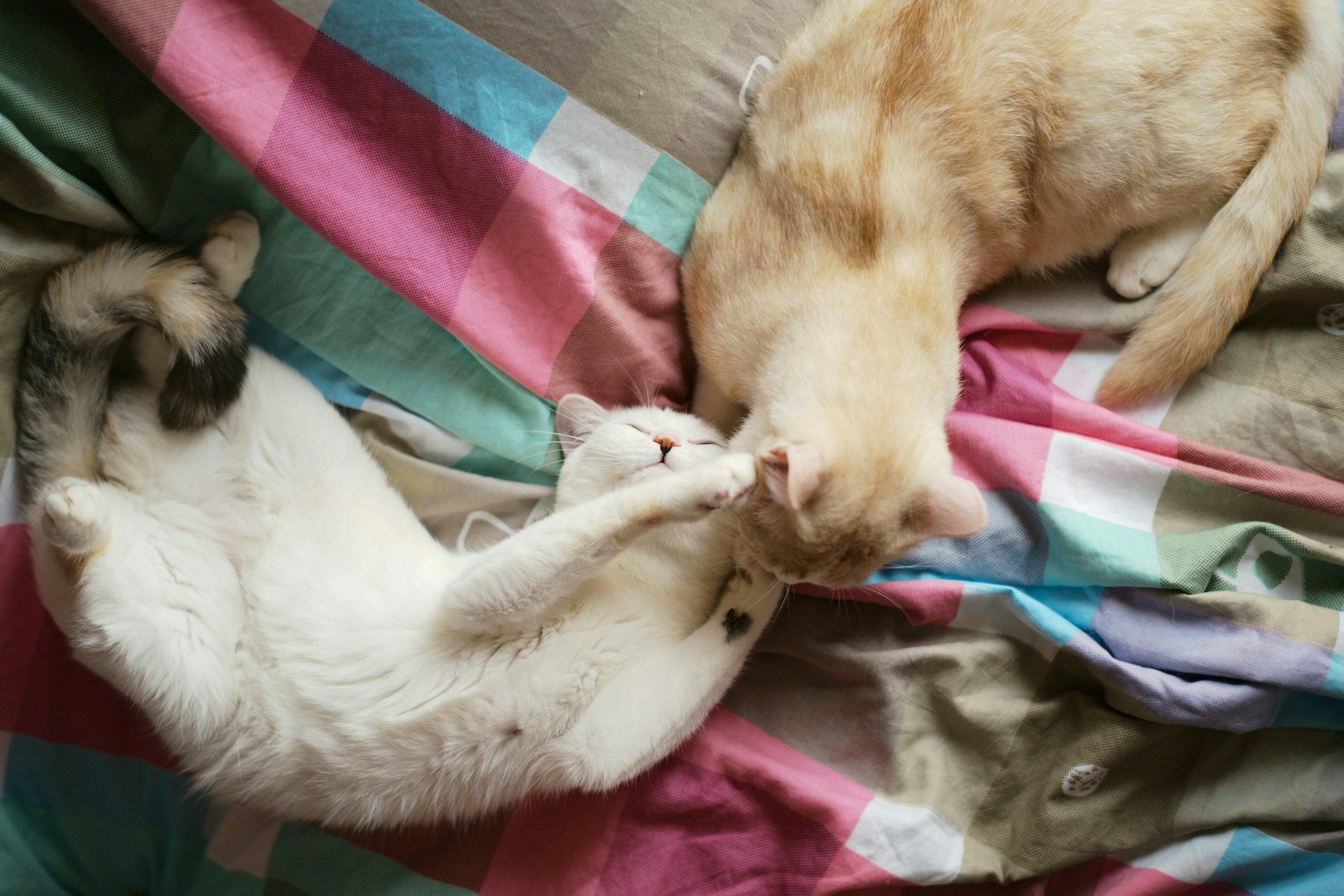 2026-04-find-new-pieces-cat-image-18