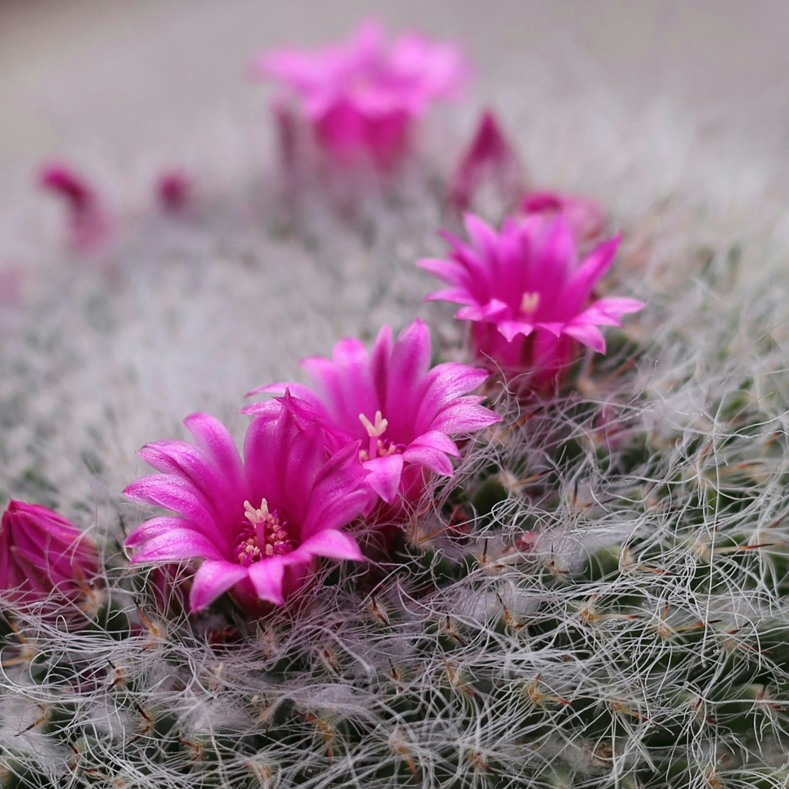 2024-09-macro-photography-introduction-cover-image