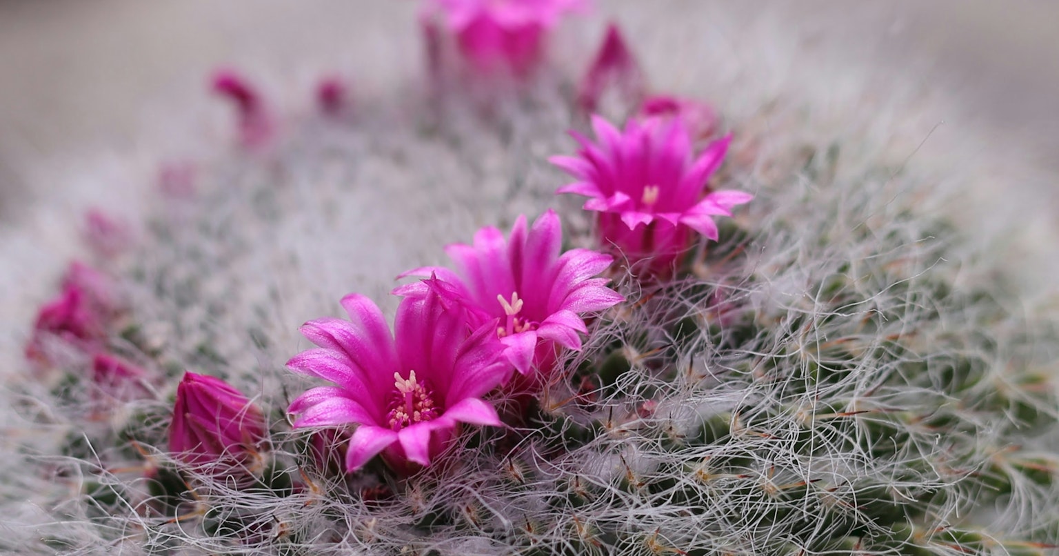 2024-09-macro-photography-introduction-cover-image