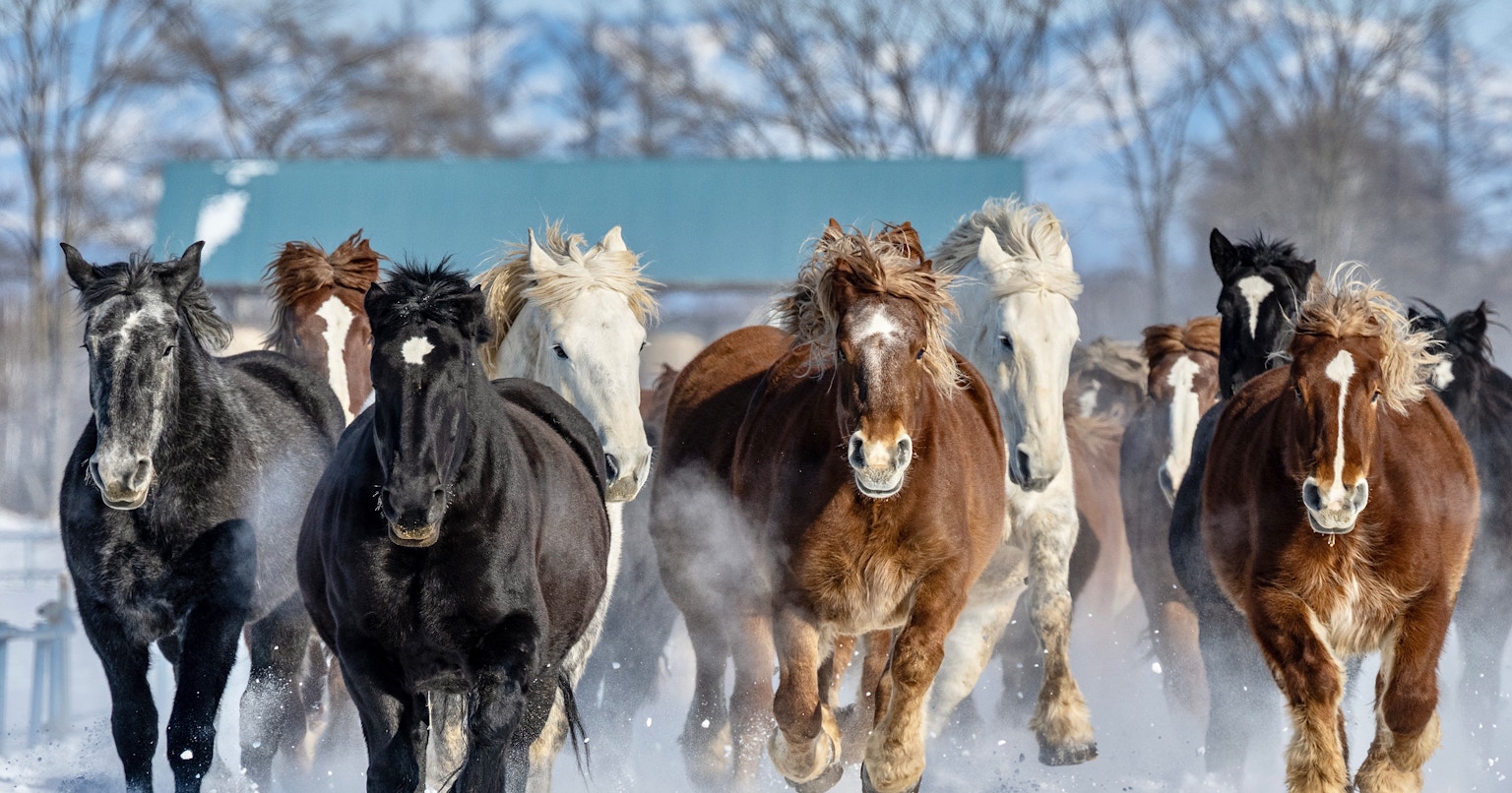 2023-11-world-animal-day-award-cover-image